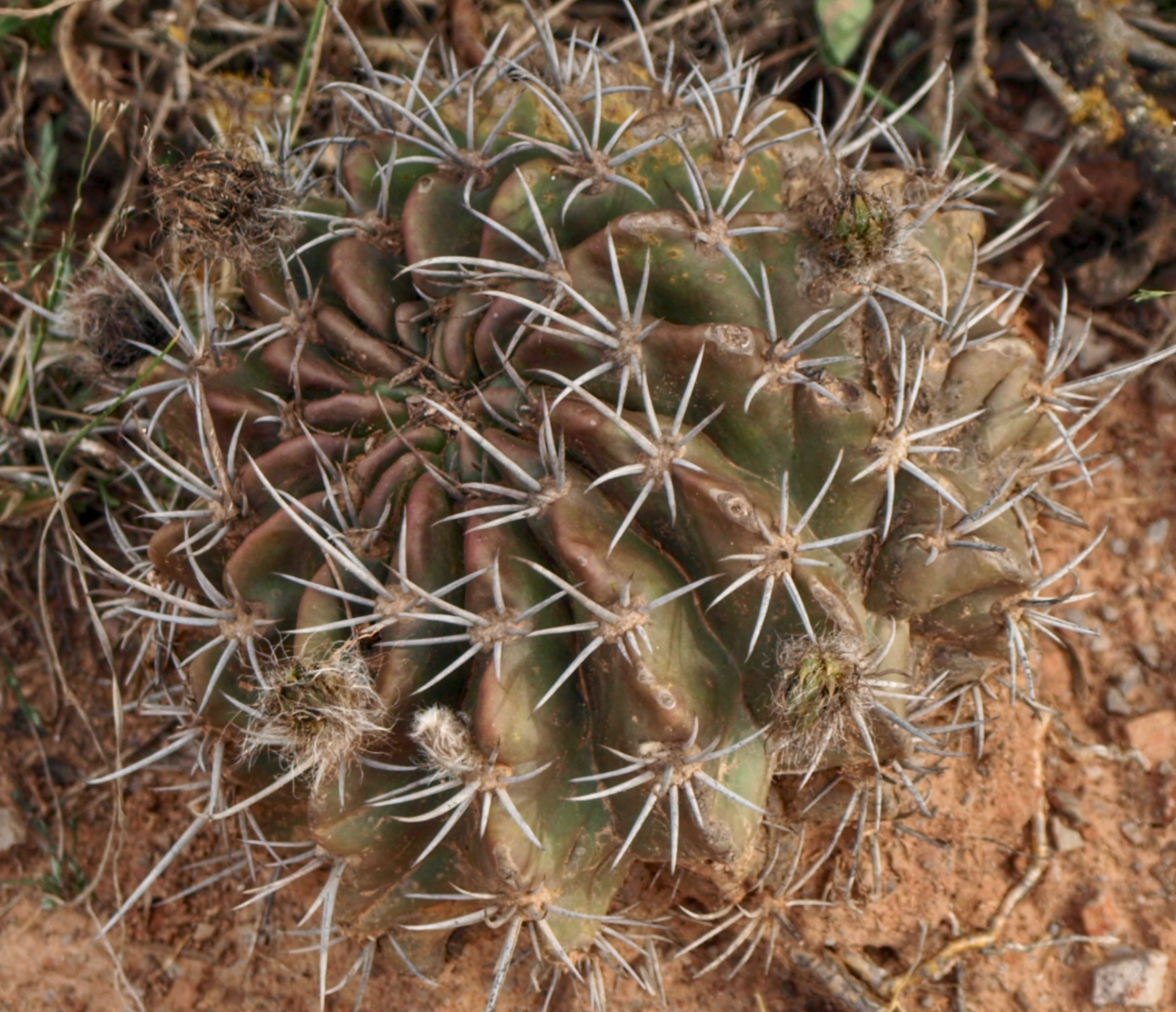 Echinopsis obrepanda TB 988.2 (El Trigal, Santa Cruz, Bol)