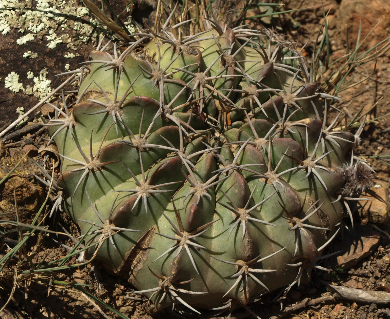 Echinopsis obrepanda TB 998.1 (Quinori, Coch)