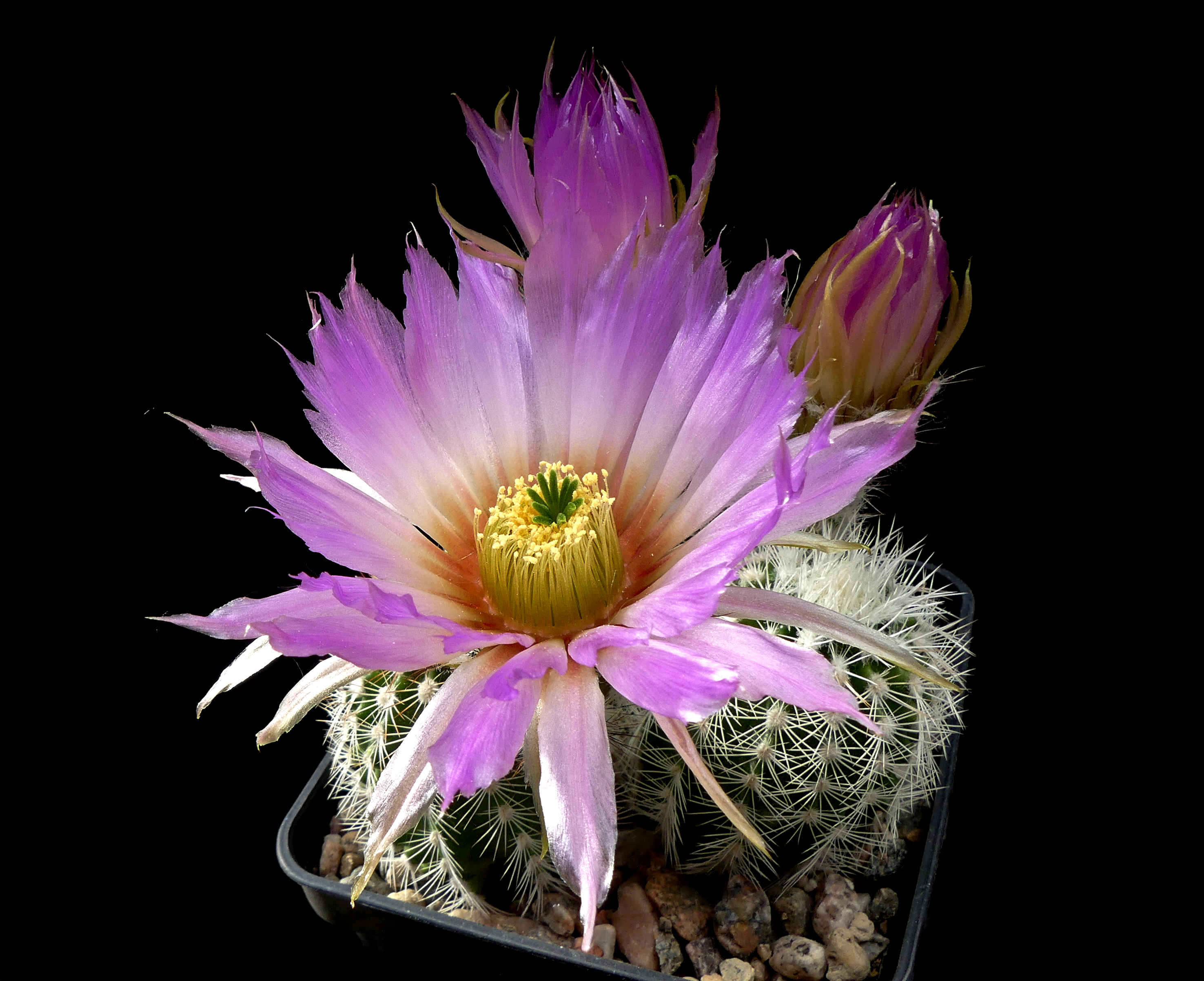 Echinocereus reichenbachii ssp. baileyi 'minor' (albispinus) JRT 228 (Troy, Johnston Co, OK)
