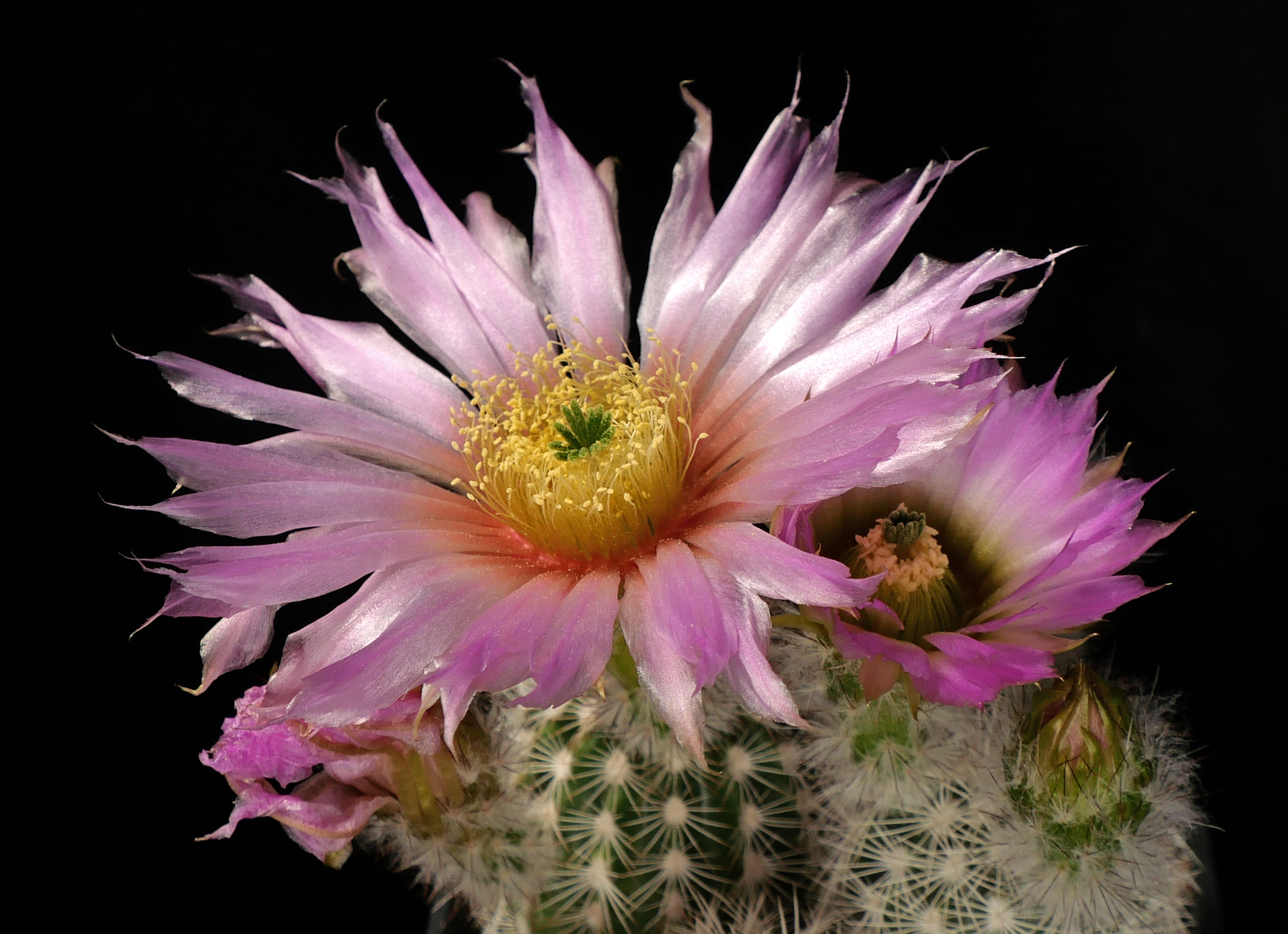 Echinocereus reichenbachii ssp. baileyi 'minor' (albispinus) JRT 228 (Troy, Johnston Co, OK) - 2