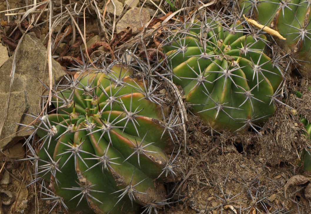 Echinopsis pamparuizii TB 1011.3 (Sopachuy, Bol)