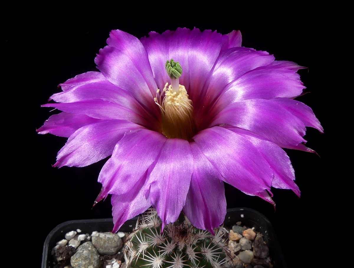 Echinocereus reichenbachii ssp. perbellus JRT 107 (Pueblo Co, CO)