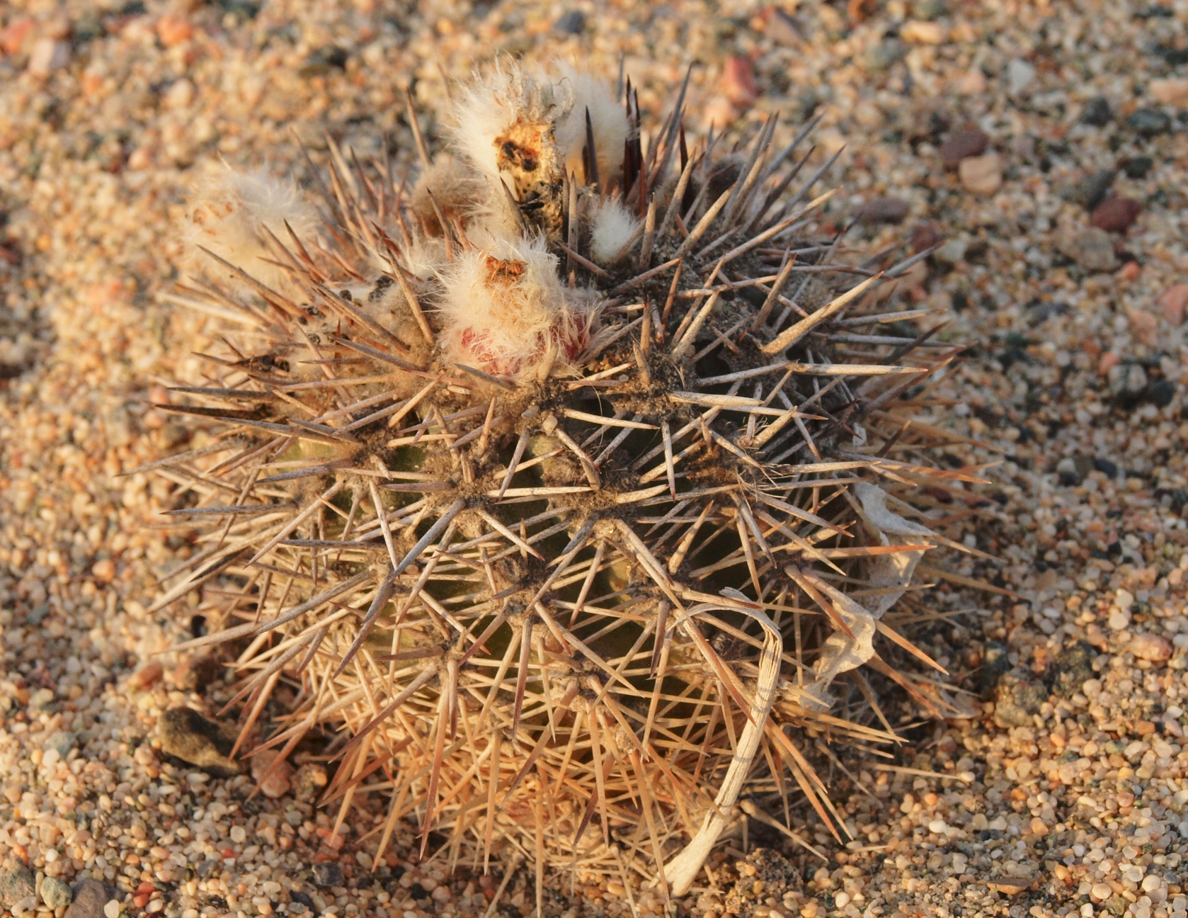 Eriosyce islayensis 'copiapoides minor' TB 969.1 (SE Chala, Arequipa)