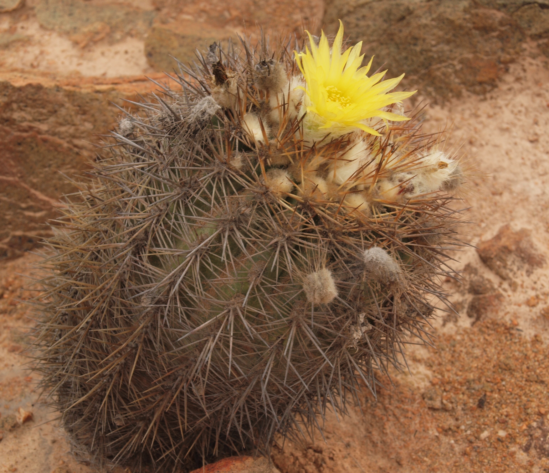 Eriosyce islayensis TB 259.1 (Chala, Arequipa)