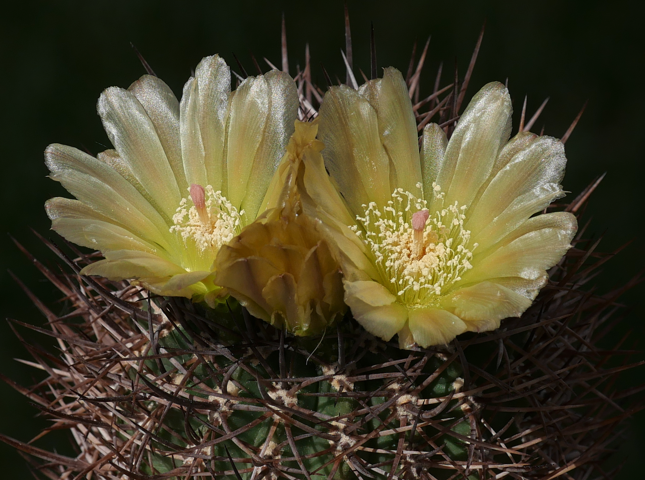 Eriosyce limariensis GC 146.01 (E Ovalle, El Hinojo)