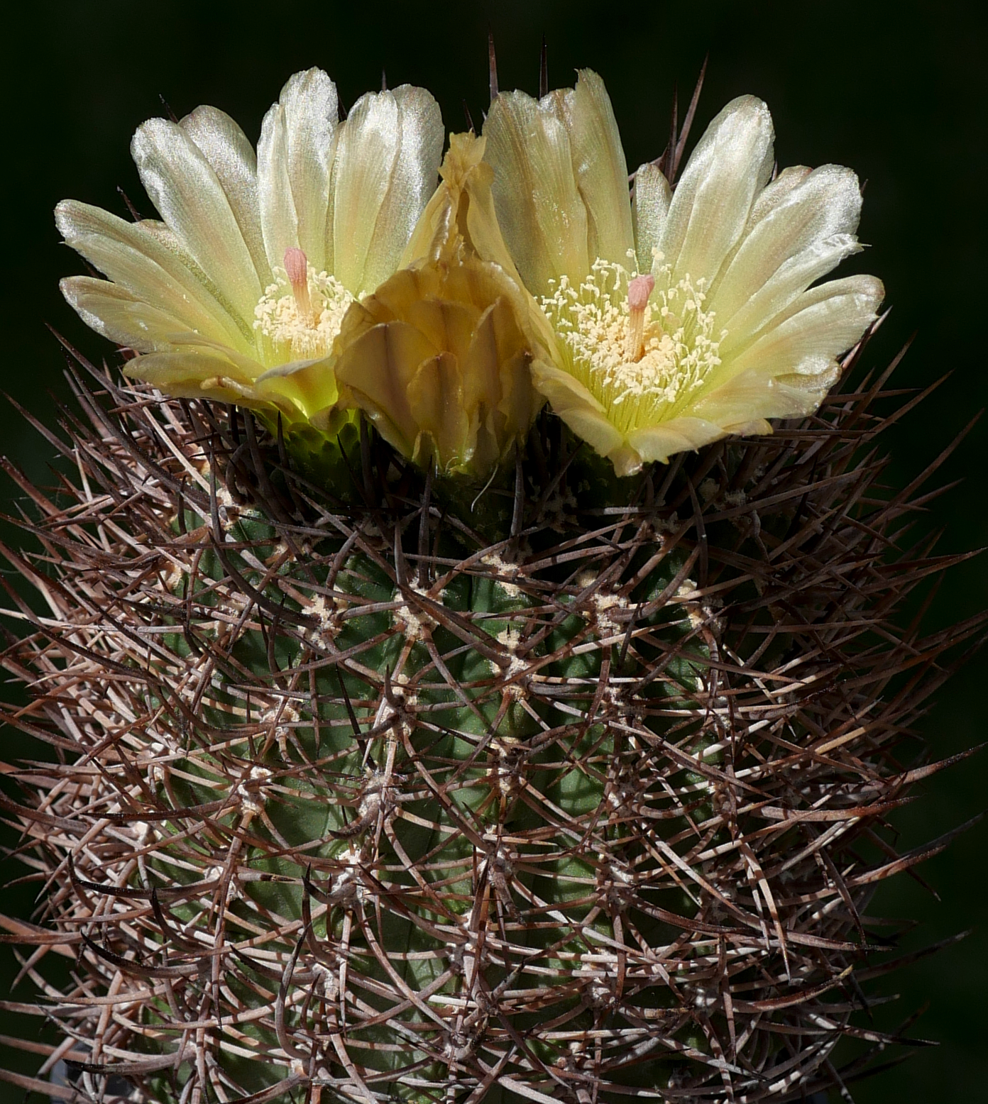Eriosyce limariensis GC 146.01 (E Ovalle, El Hinojo) - 2