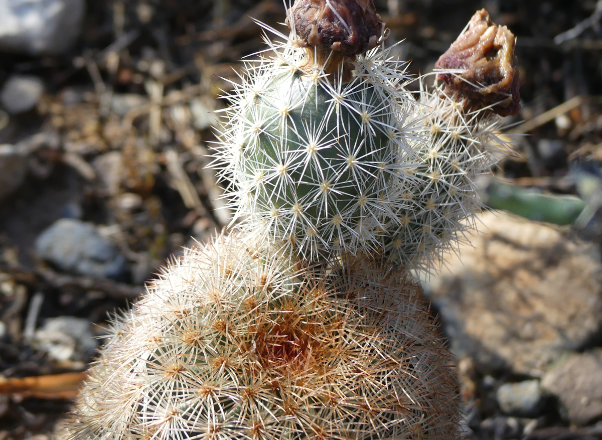 Echinocereus dasyacanthus MN 694 (Brewster Co, TX)