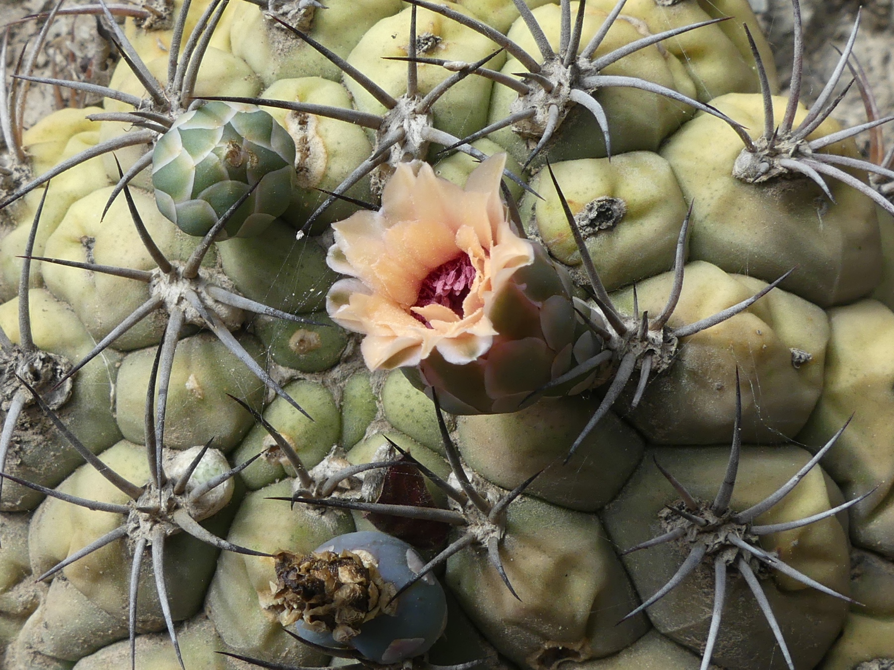 Gymnocalycium pflanzii MN 718