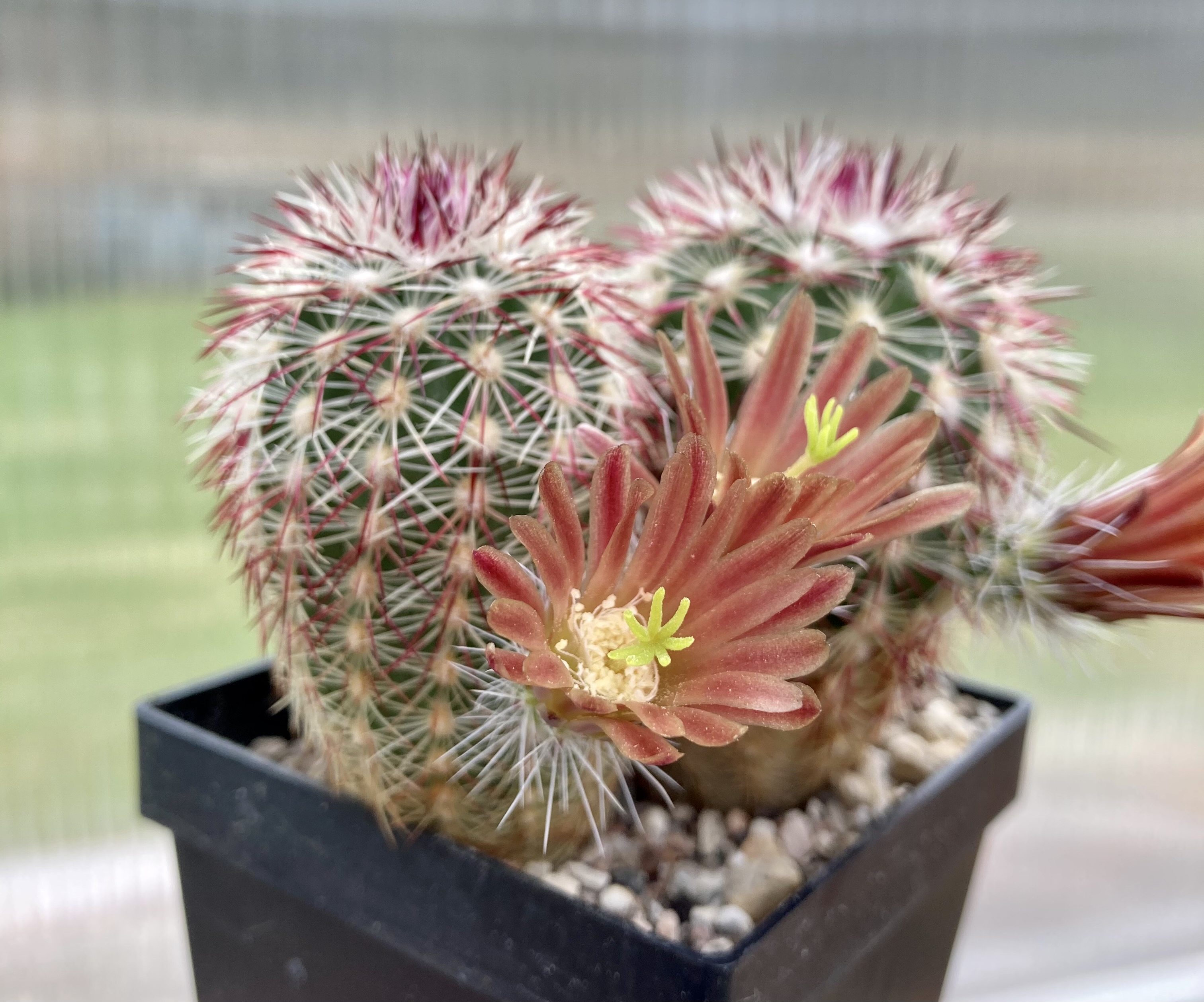 SuccSeed - Echinocereus chloranthus MN 699 (Brewster Co, TX)