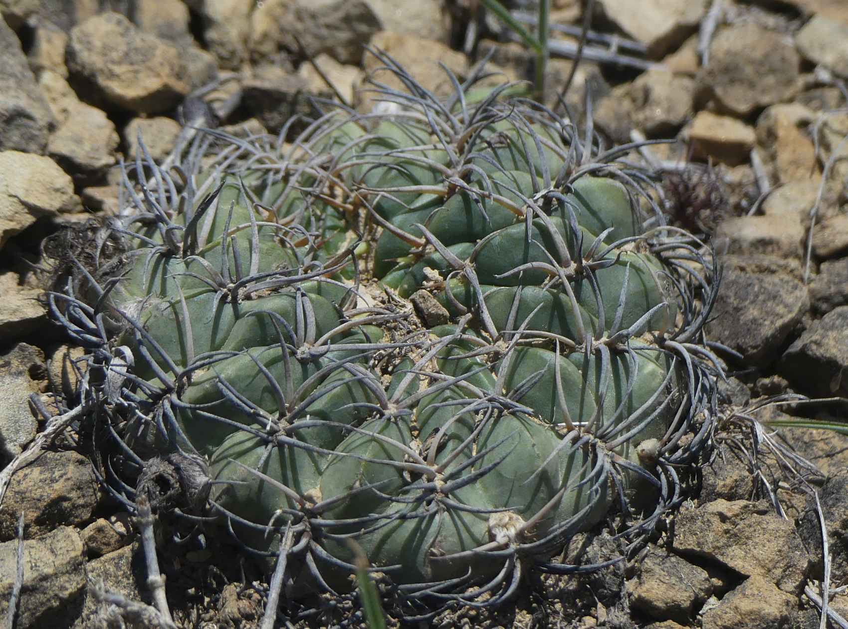 Lobivia cinnabarina v. grandiflora MN 787
