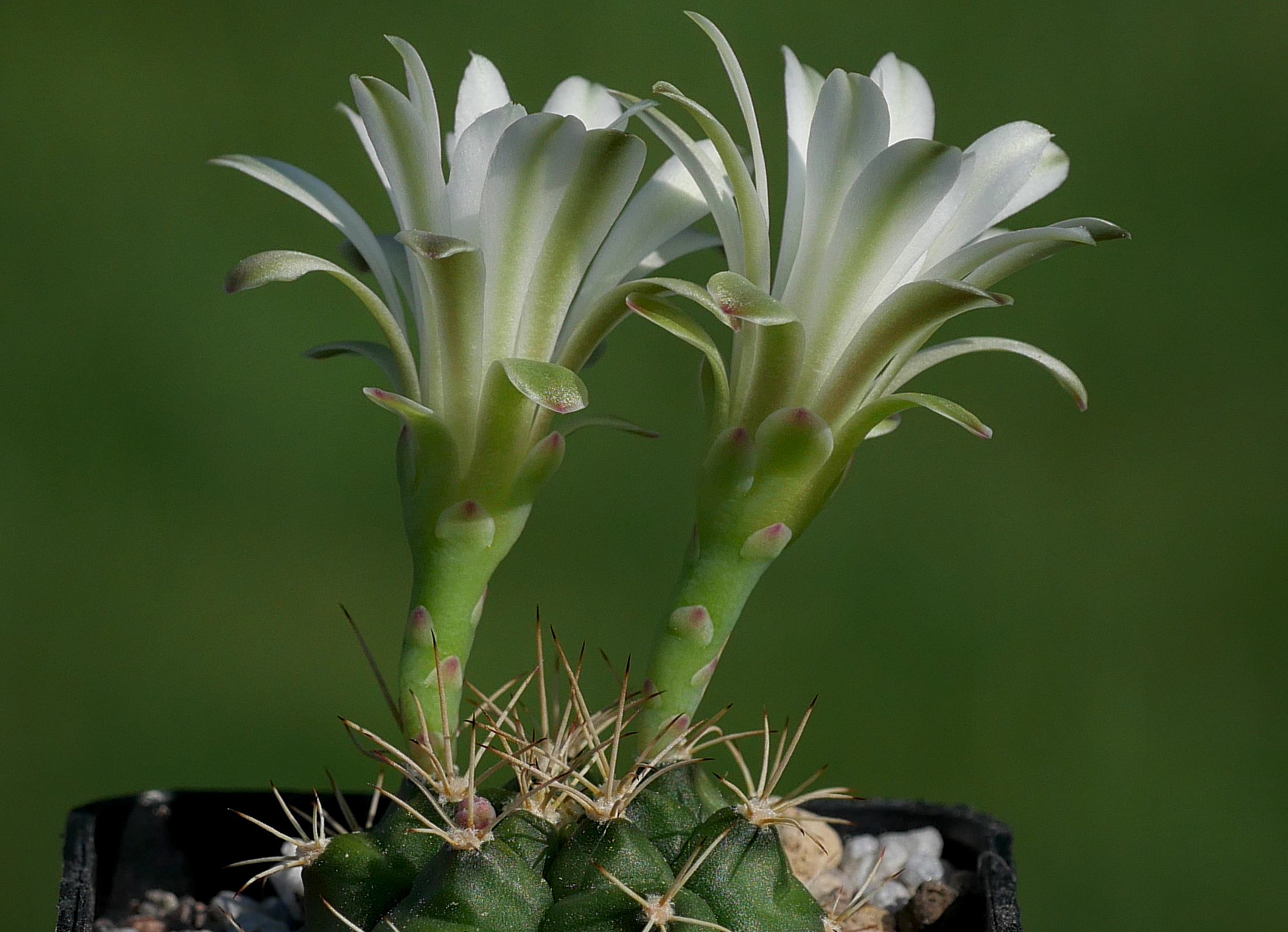 Gymnocalycium anisitsii VOS 1200
