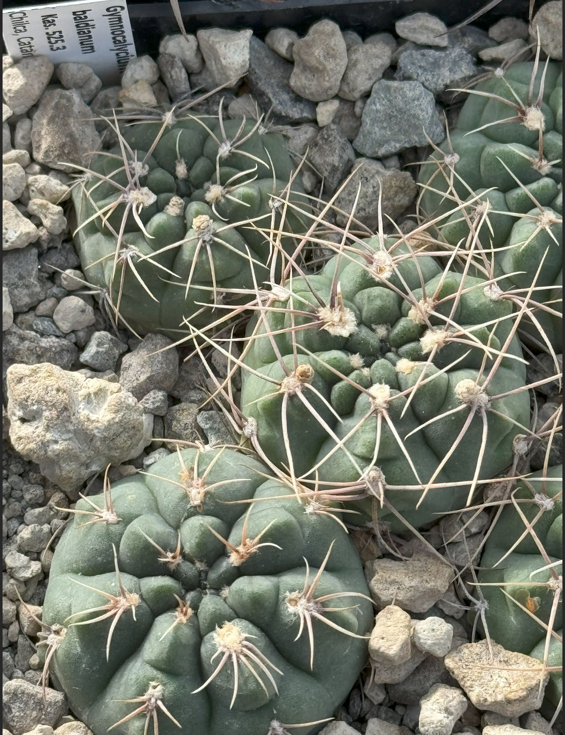 Gymnocalycium baldianum KAS 525.3