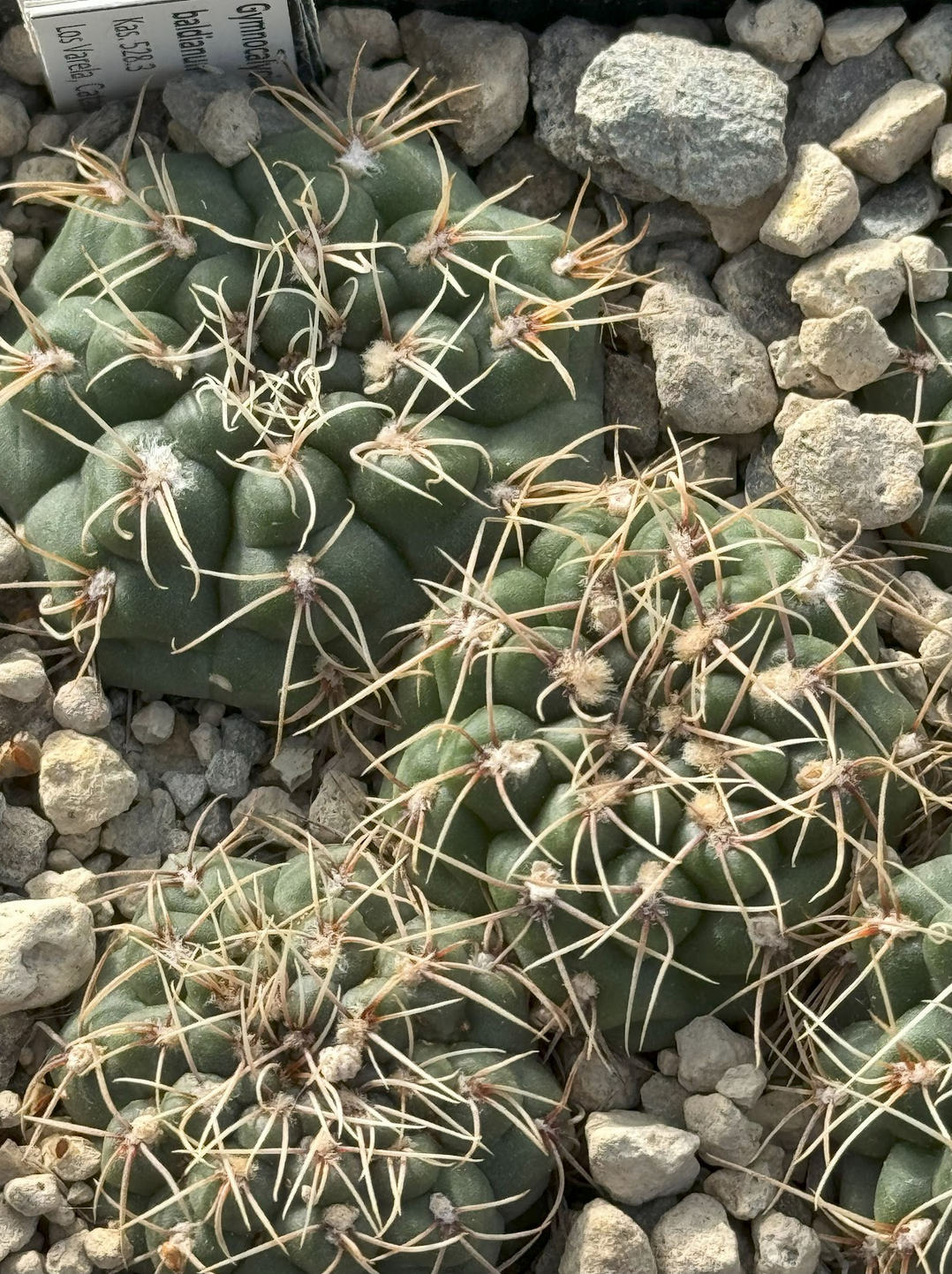 Gymnocalycium baldianum KAS 528.3