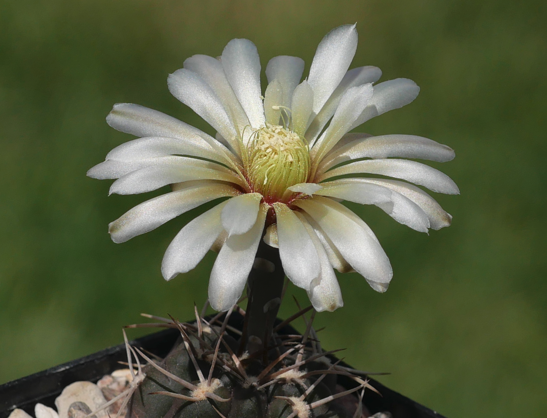 SuccSeed - Gymnocalycium borthii v. nogalense VOS 189