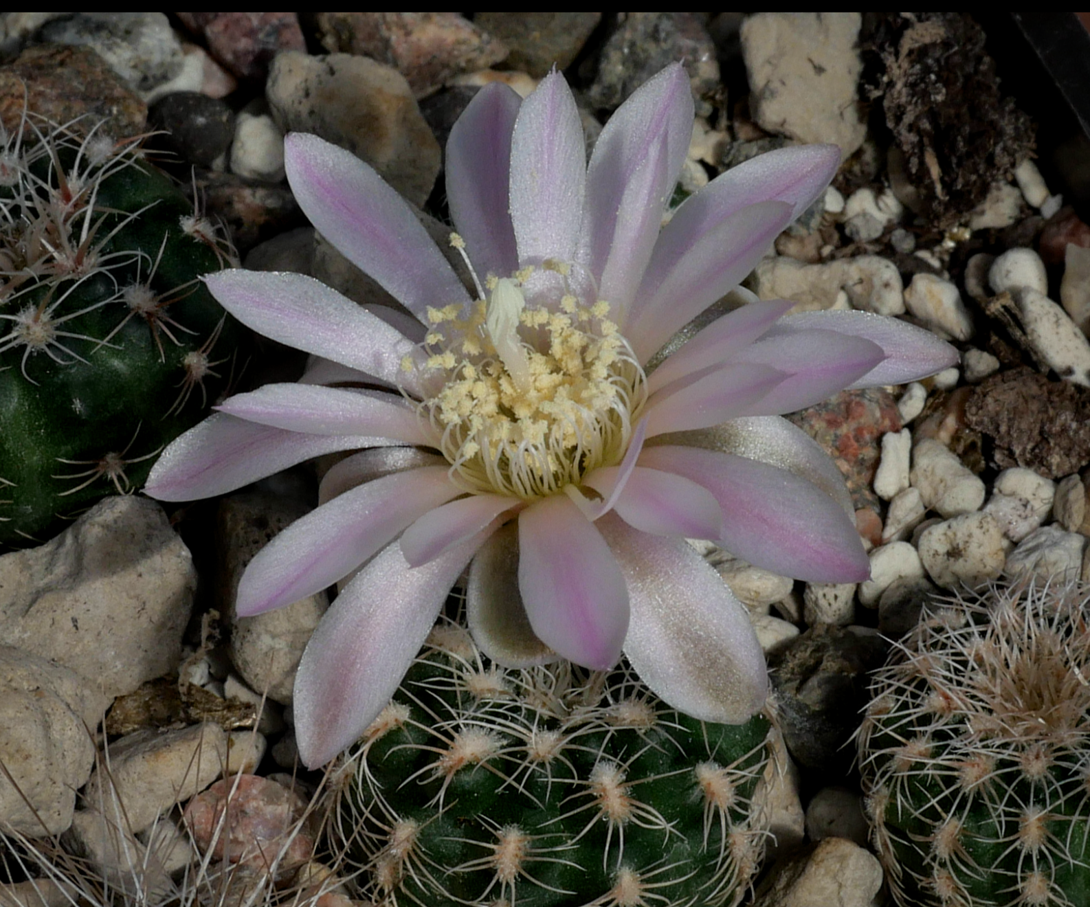 Gymnocalycium bruchii ssp. lafaldaense VOS 2860