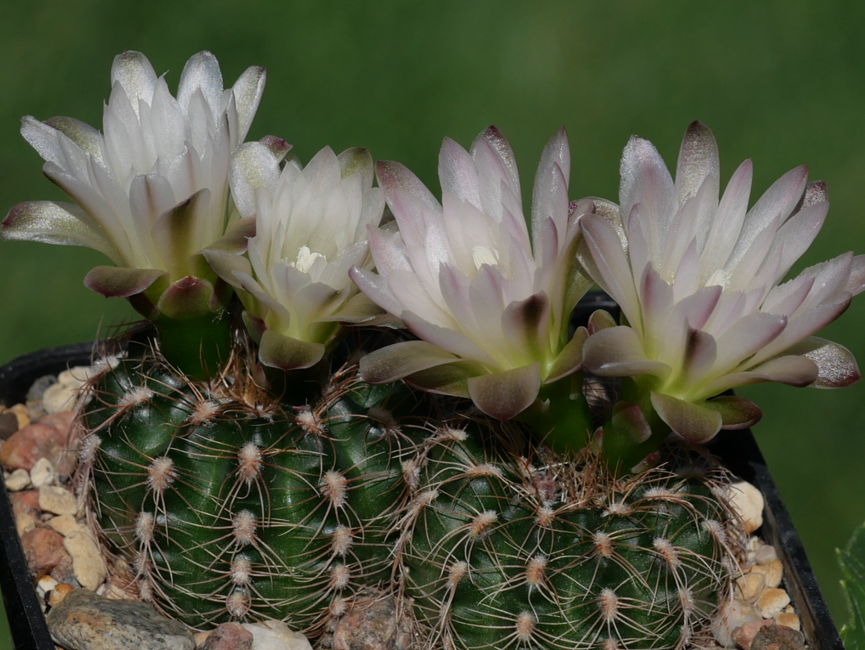 Gymnocalycium bruchii ssp. melojeri VOS 2770