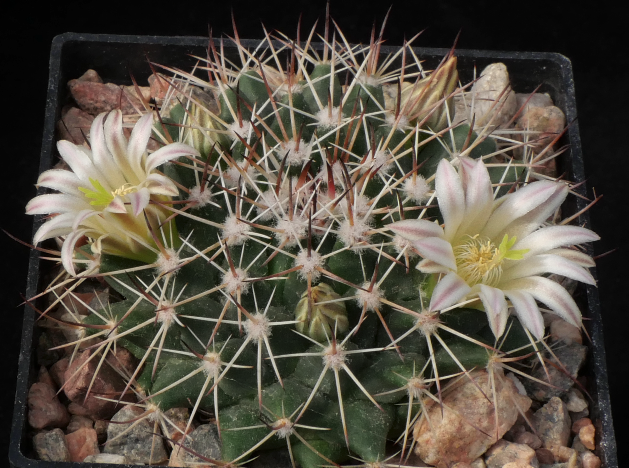 SuccSeed - Mammillaria meiacantha MN 691 (Brewster Co, TX)