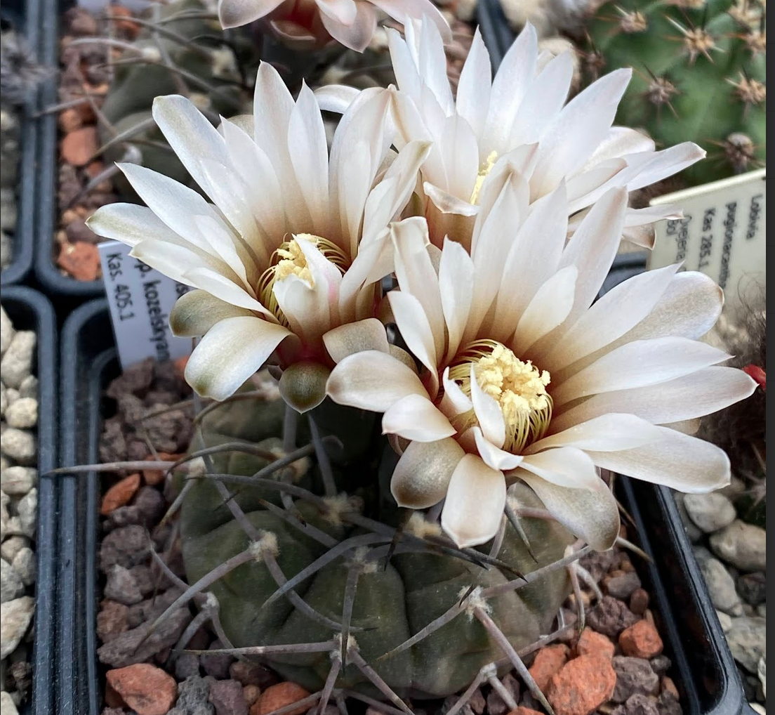 Gymnocalycium kozelskyanum KAS 405.1