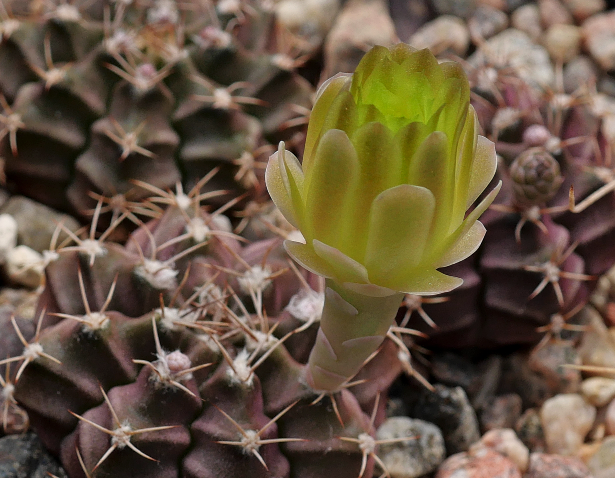 Gymnocalycium mihanovichii VOS 2129 - 2