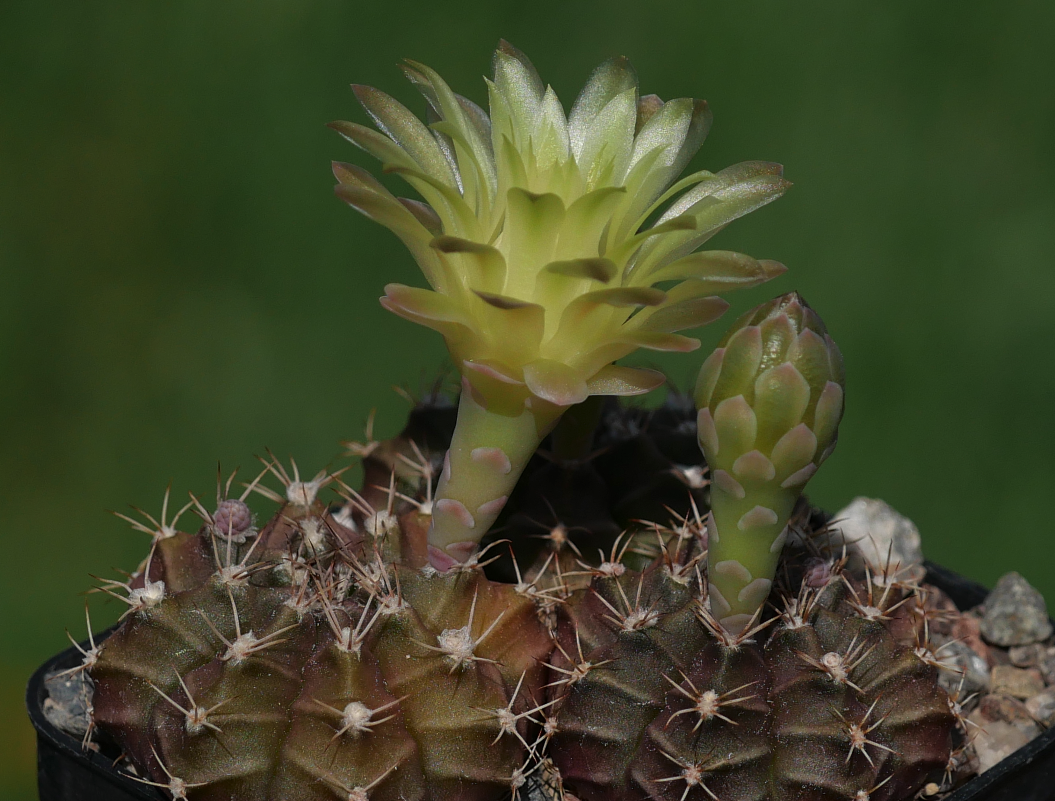 Gymnocalycium mihanovichii VOS 2129