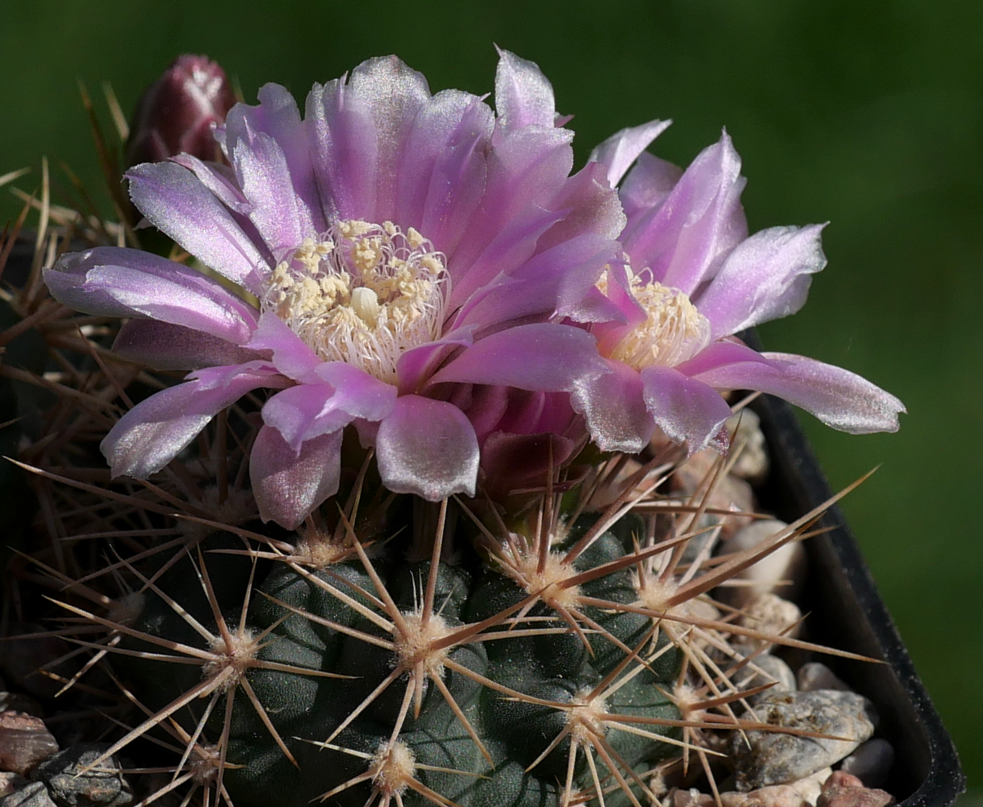 SuccSeed - Gymnocalycium neuhuberi LB 289