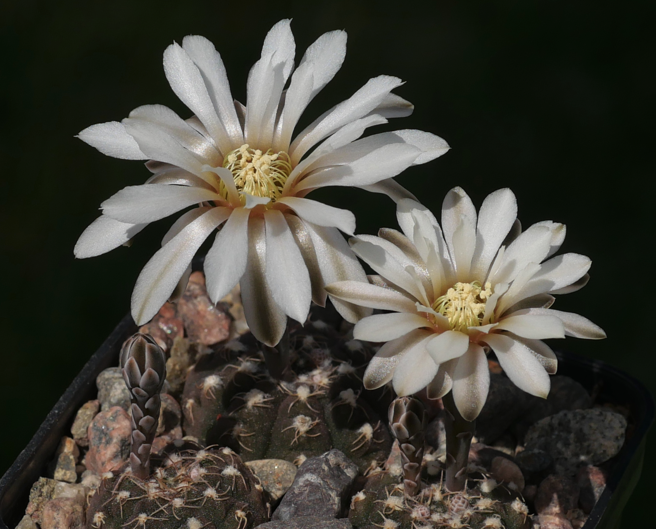 Gymnocalycium ragonesii CH 1377
