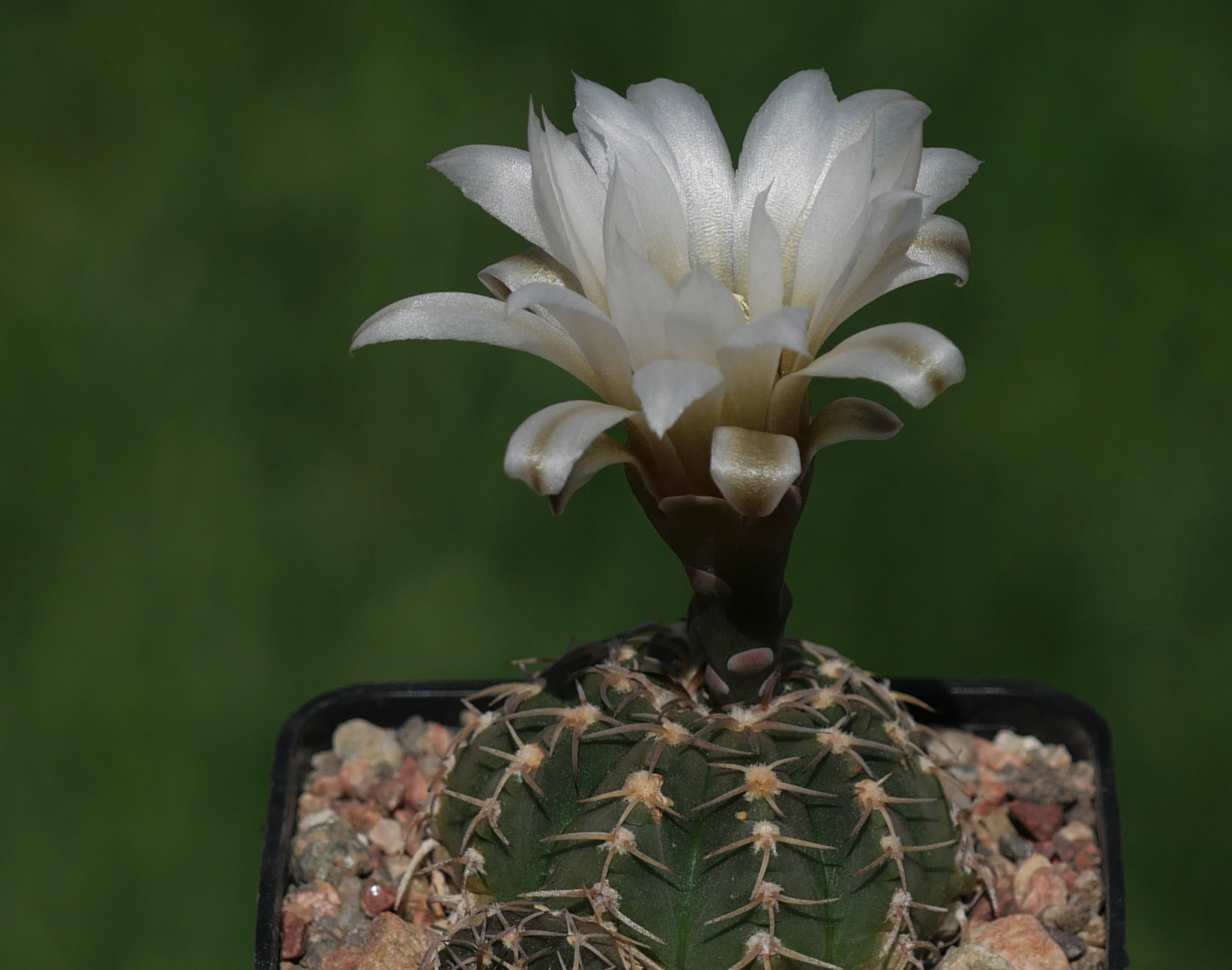 Gymnocalycium riojense v. triacanthum P 124