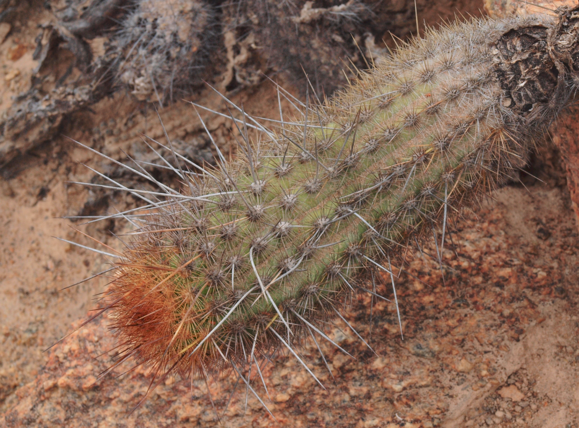 Haageocereus chalaensis TB 259.2 (Chala, Arequipa)