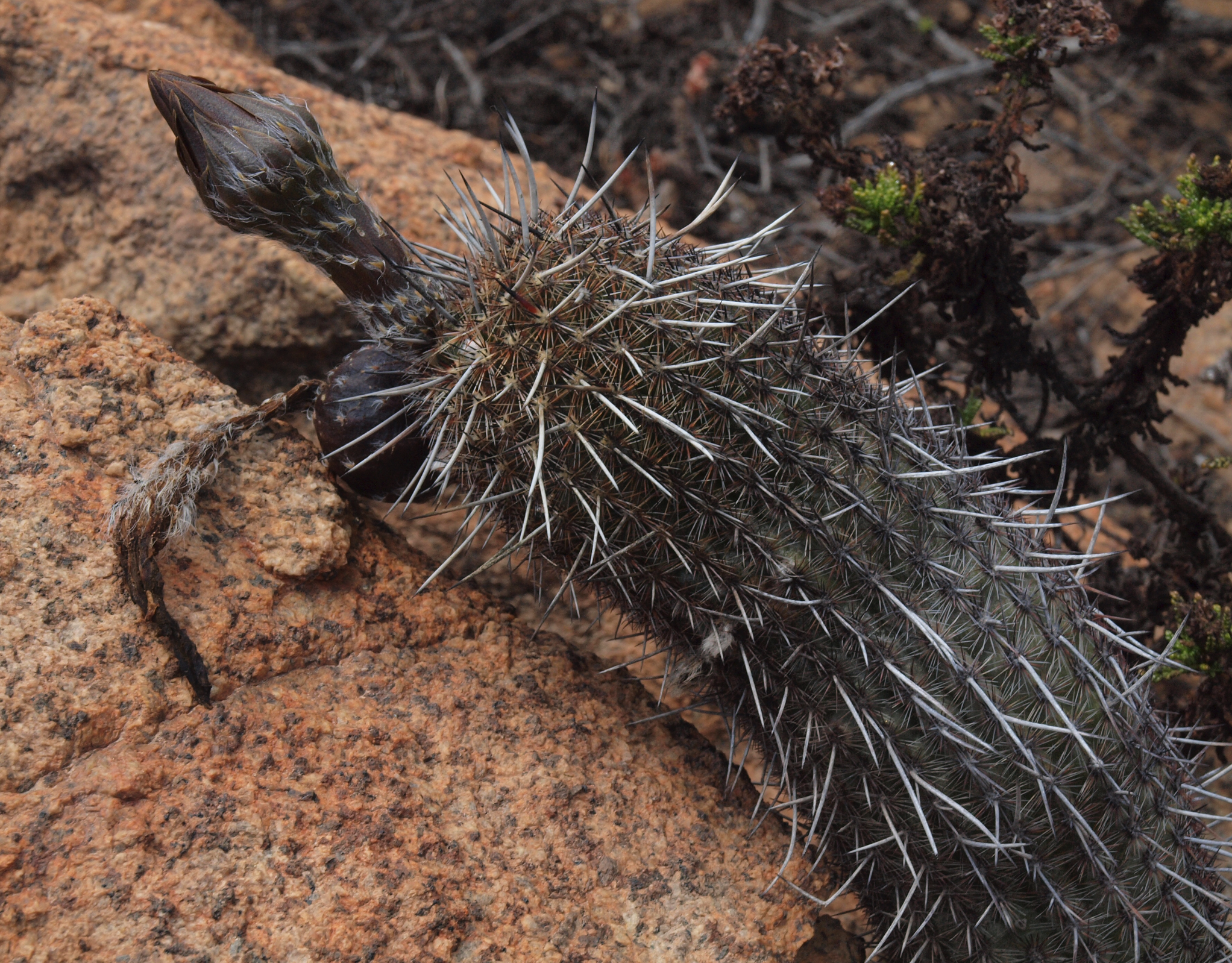 Haageocereus decumbens TB 1196.2 (Agua Salada, Arequipa)