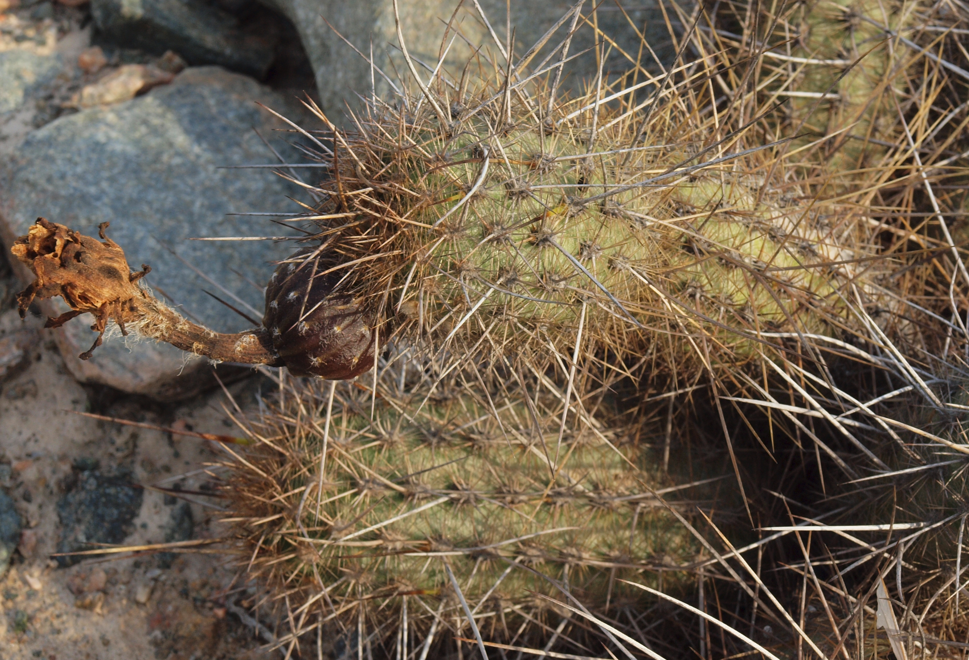 Haageocereus decumbens TB 260.3 (Atico, Arequipa)