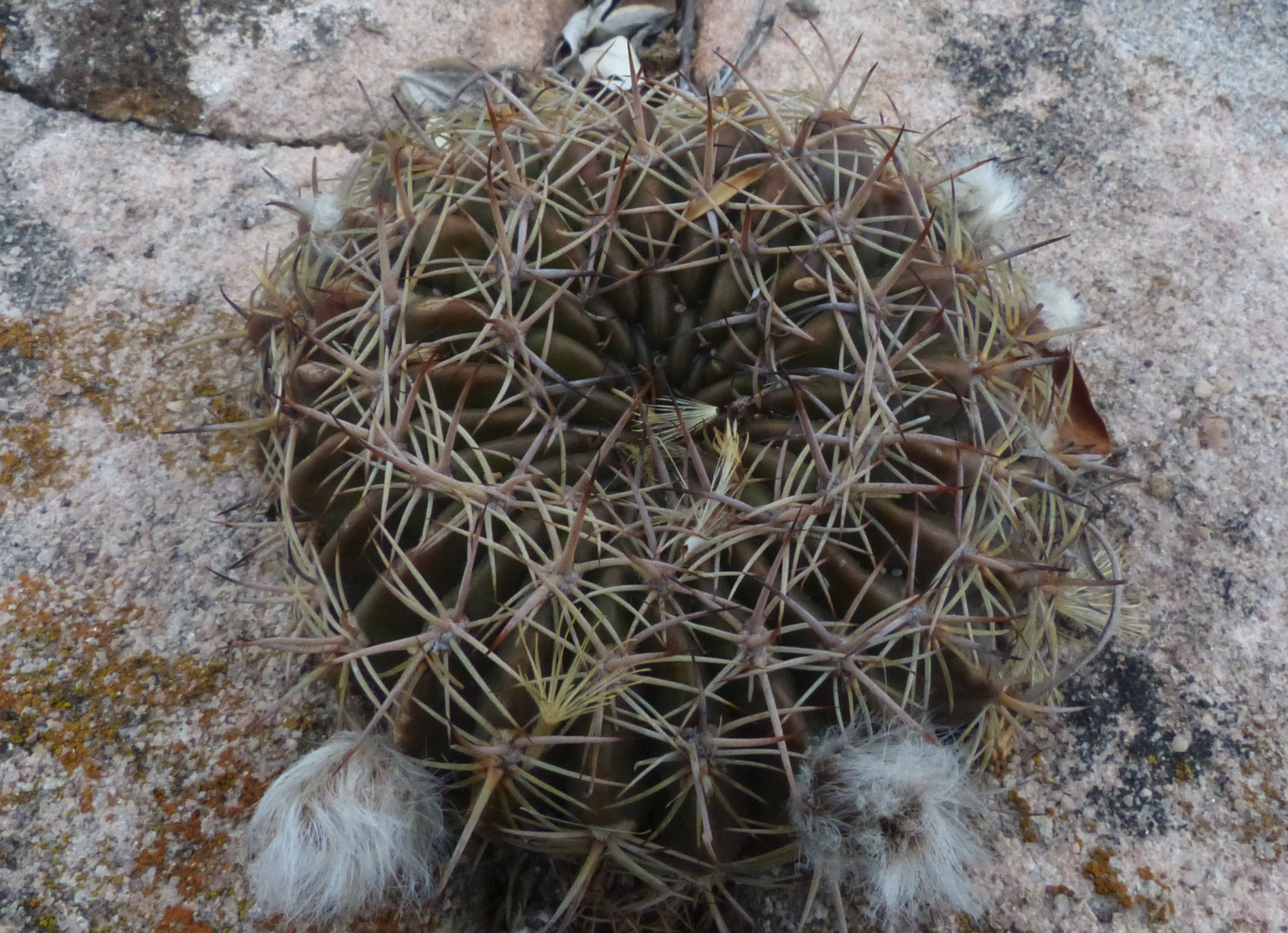 Lobivia calorubra v. pojoensis MN 446a