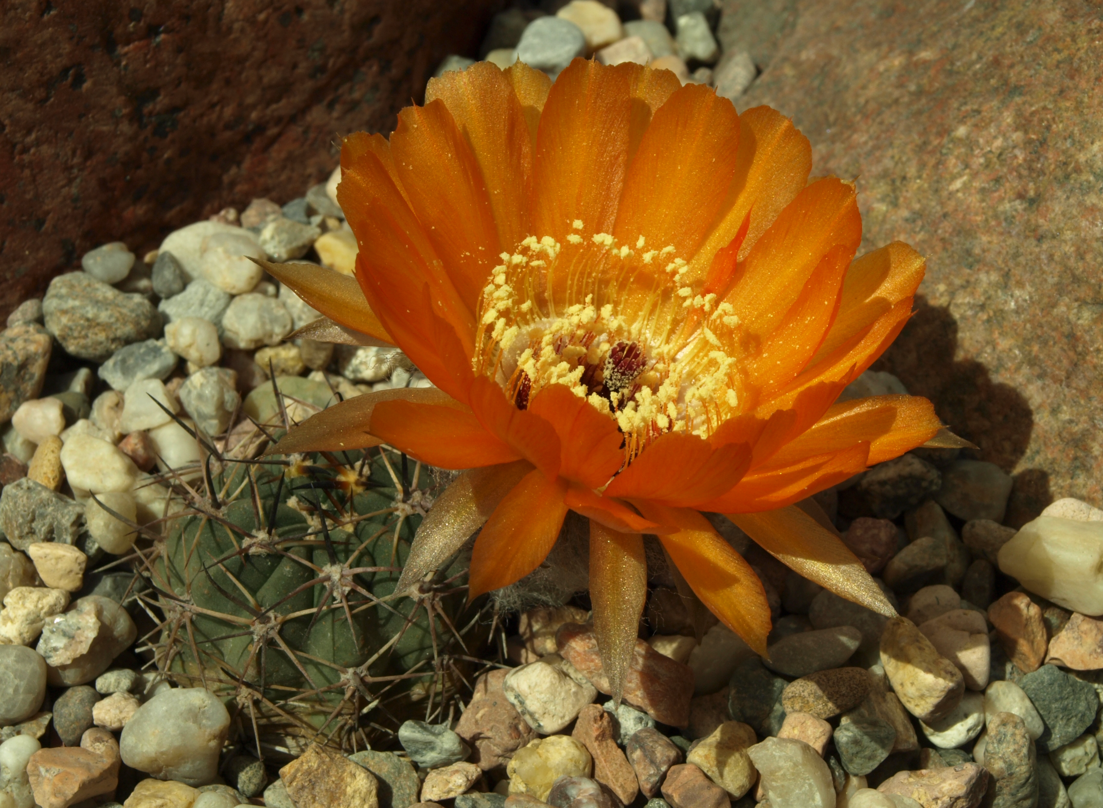 Lobivia chrysantha TB 008.1 (Santa Rosa de Tastil, Salta)