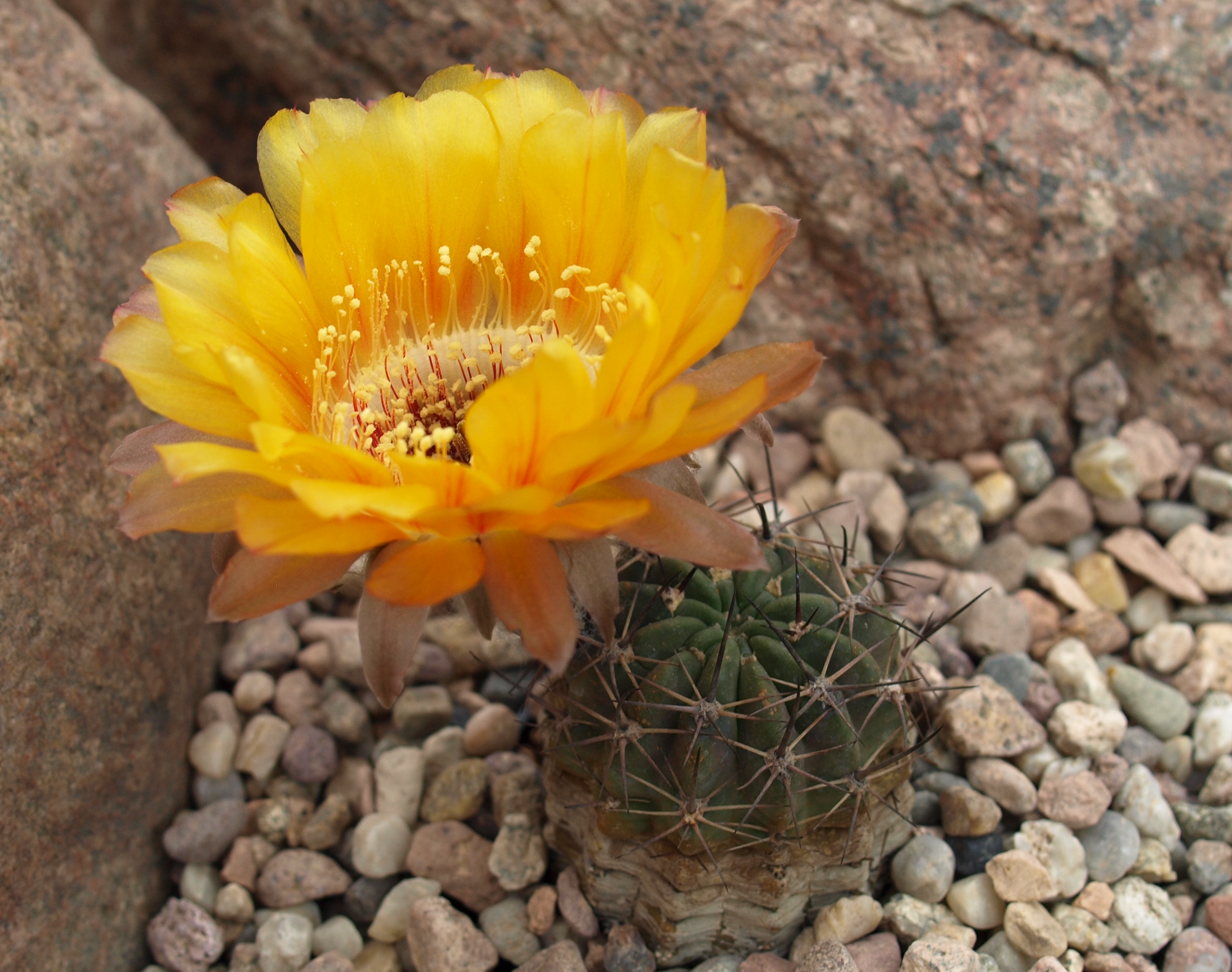 Lobivia chrysantha TB 008.1 (Santa Rosa de Tastil, Salta) - 2