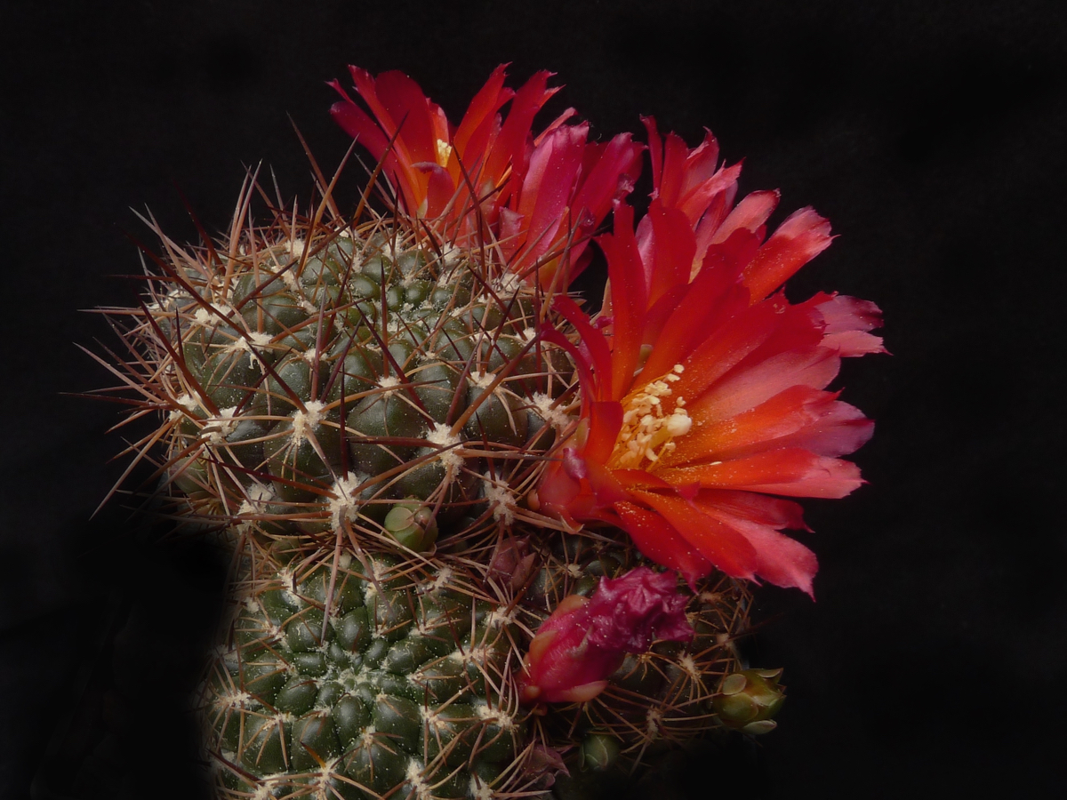 Sulcorebutia purpurea MN 452a