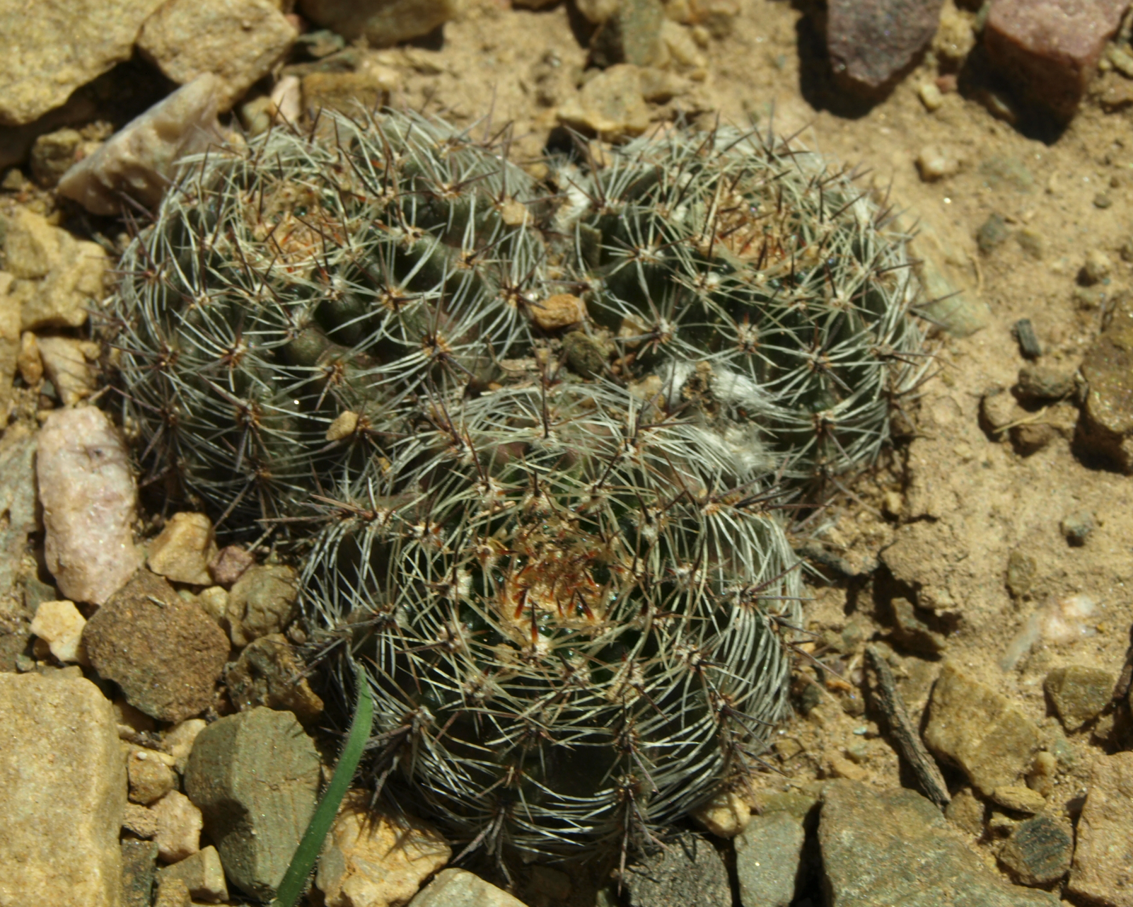 Lobivia haematantha v. densispina TB 719.1 (Tumbaya, Arg)