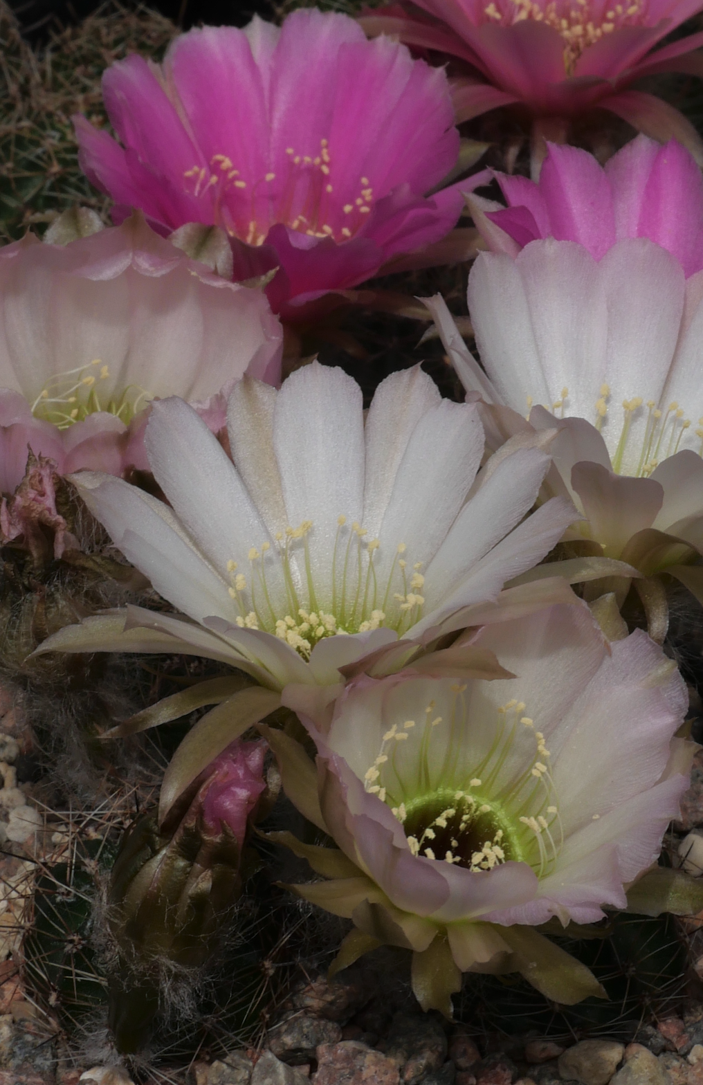 Lobivia HYBRID  jajoiana cv. Anemone x rebutioides 'Delicate Pink' (F2)