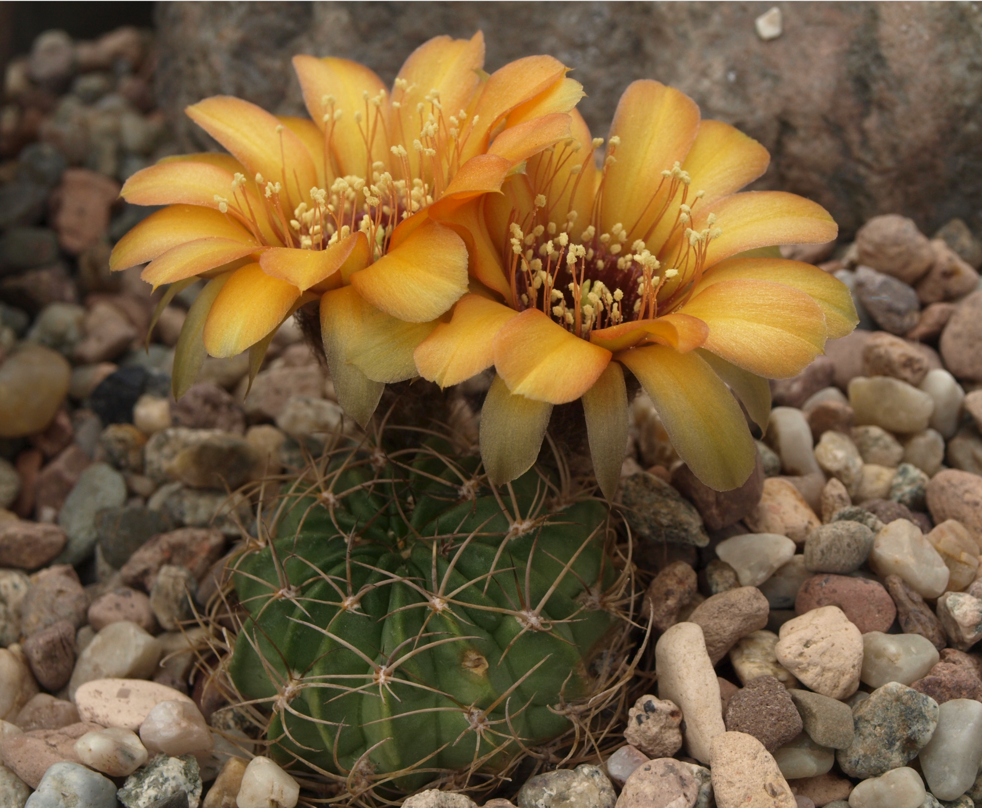 Lobivia jajoiana v. caspalasensis TB 400.1 (Santa Ana, Salta, Arg)