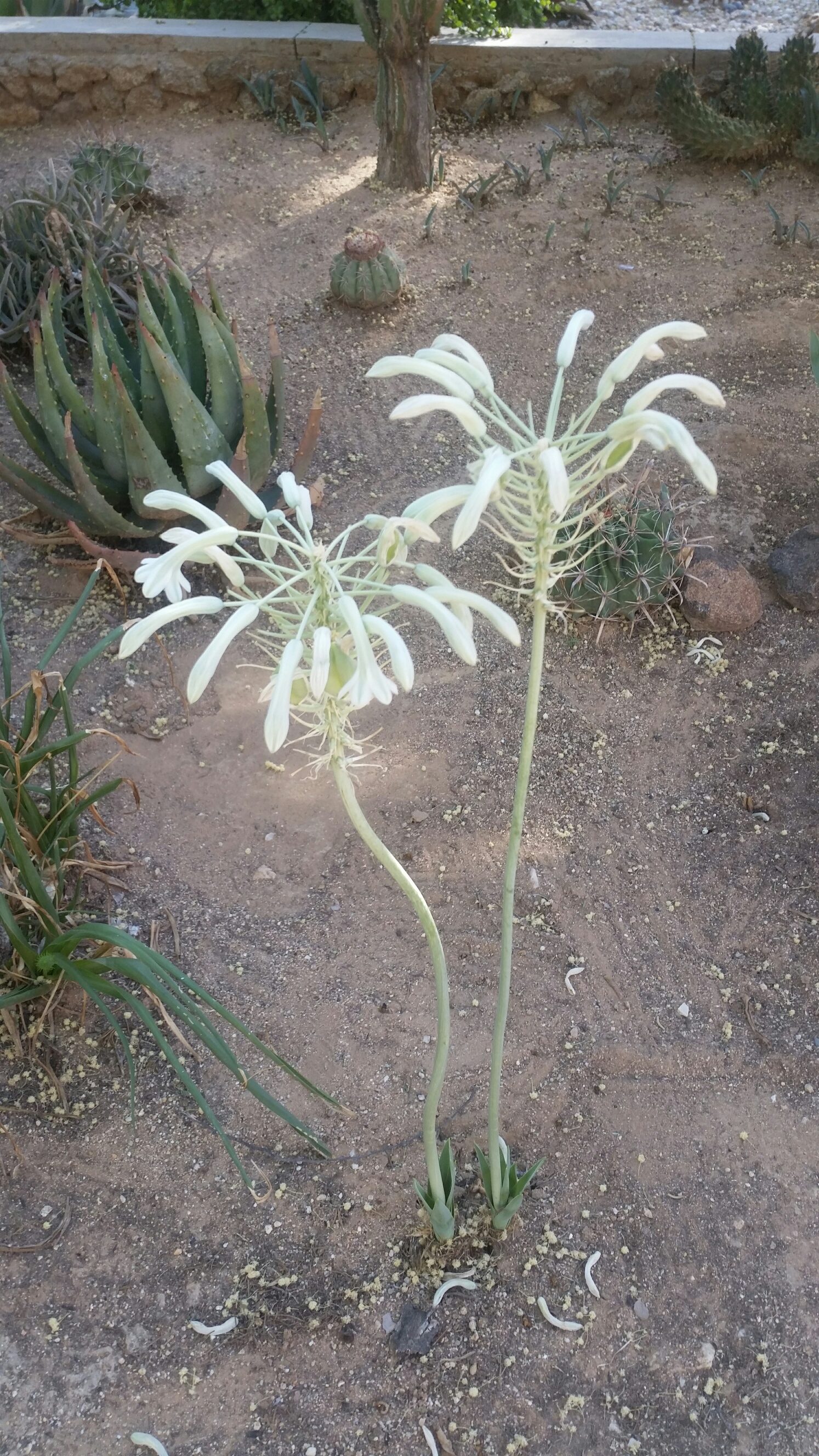 Pseudogaltonia clavata - 2