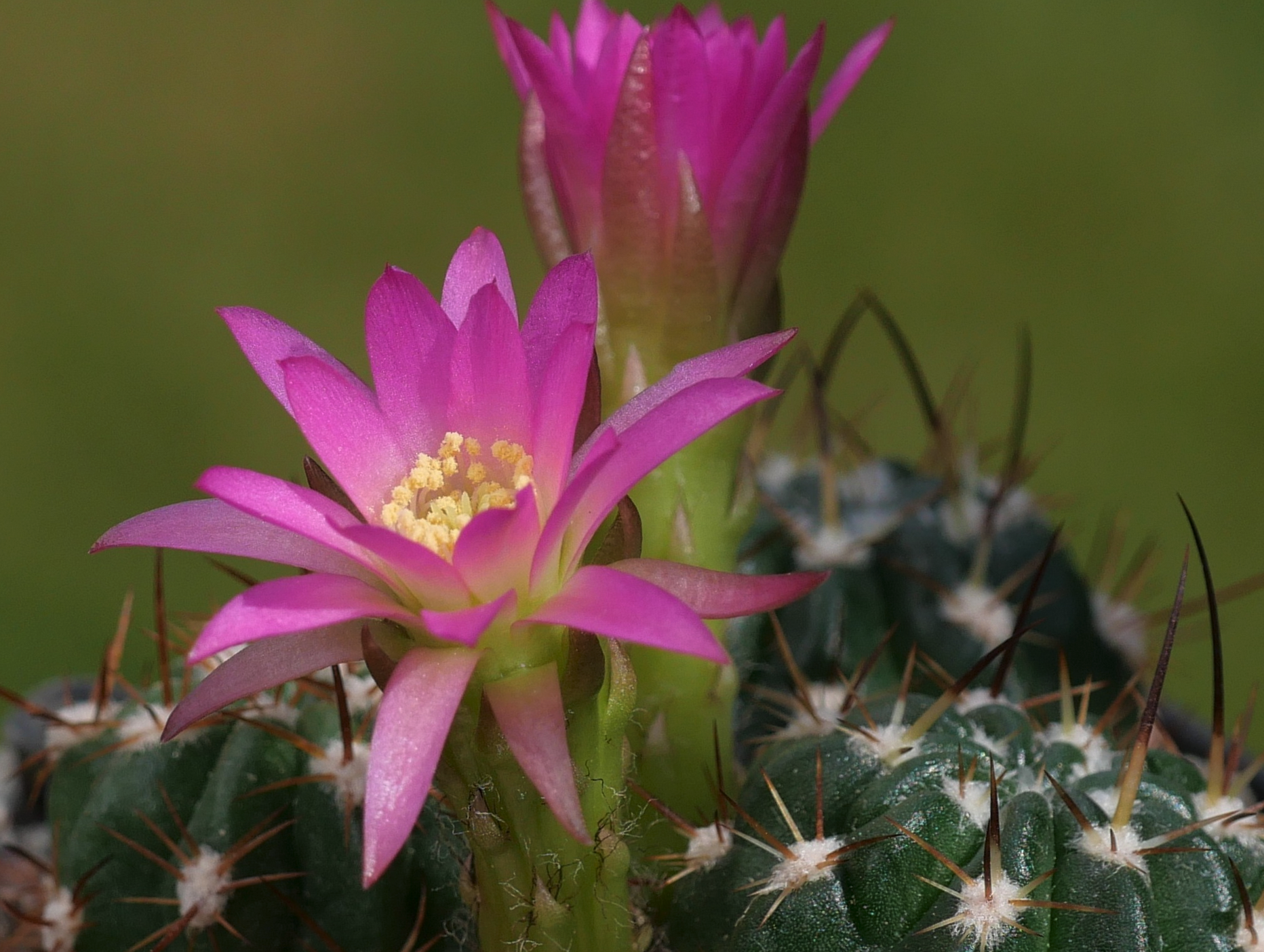 Lobivia maximiliana v. violacea MN 802 (E Totorani, 3400m, Bol)