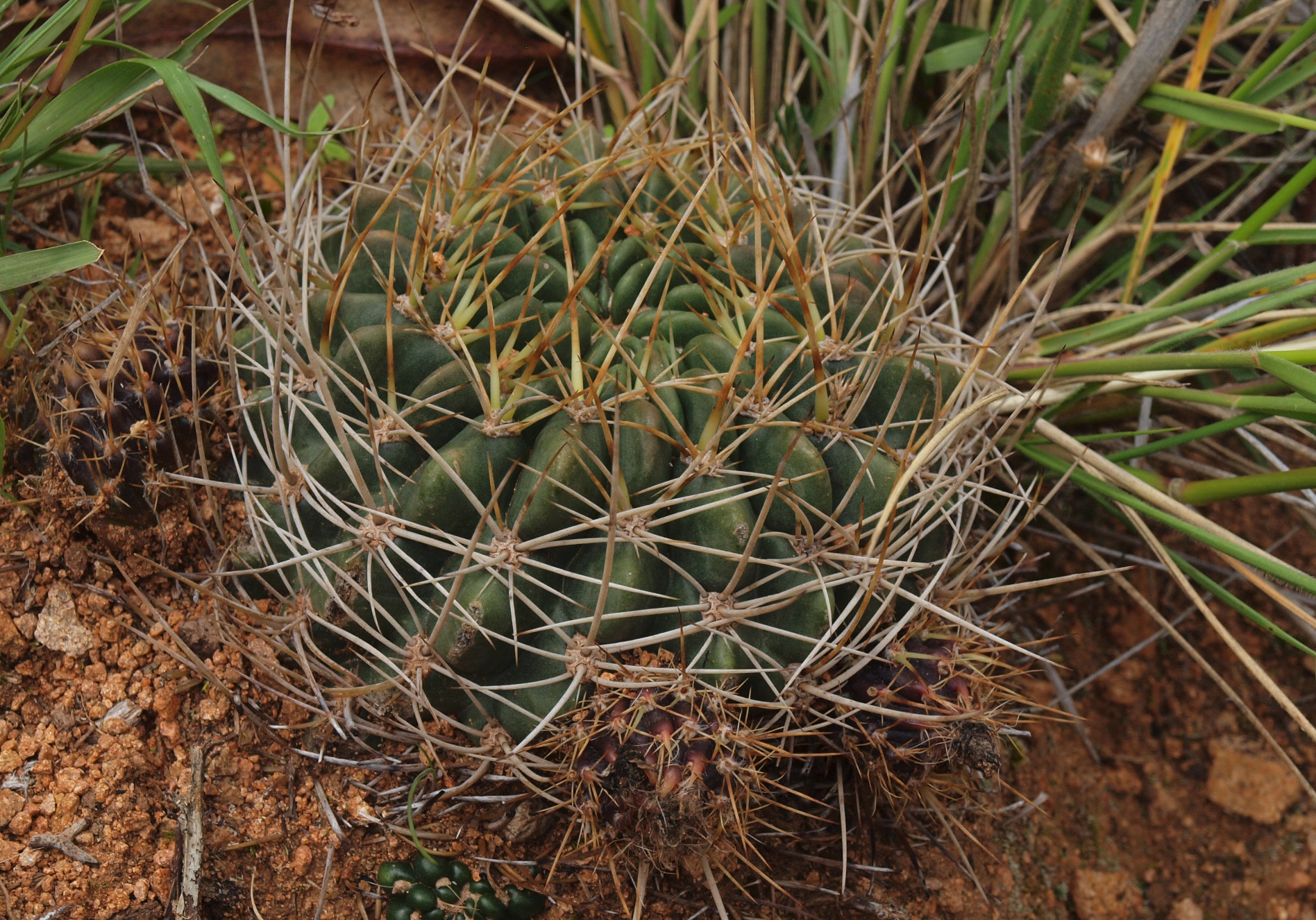 Lobivia tegeleriana TB 923.1 (SW Ayacucho, Peru)