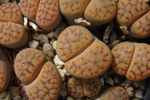 Lithops schwantesii 'gulielmi' C 184