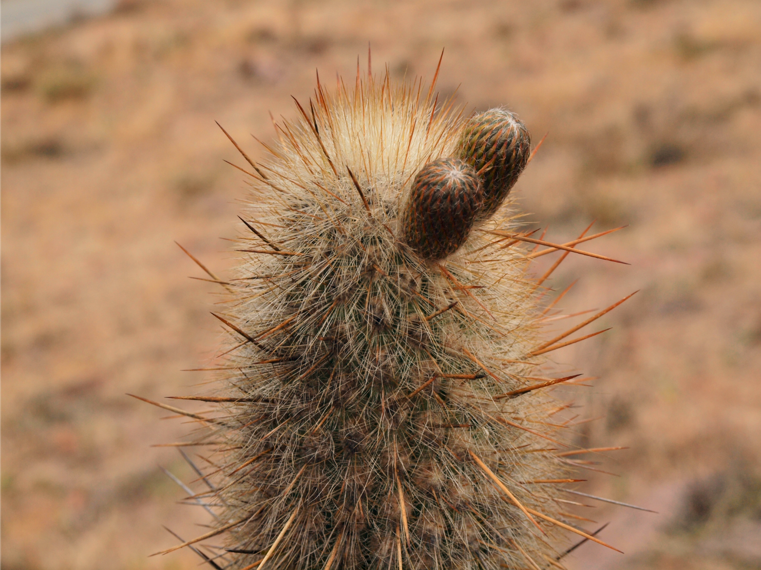 Weberbauerocereus rauhii TB 781.4 (Villa Tambo, Ayacucho)