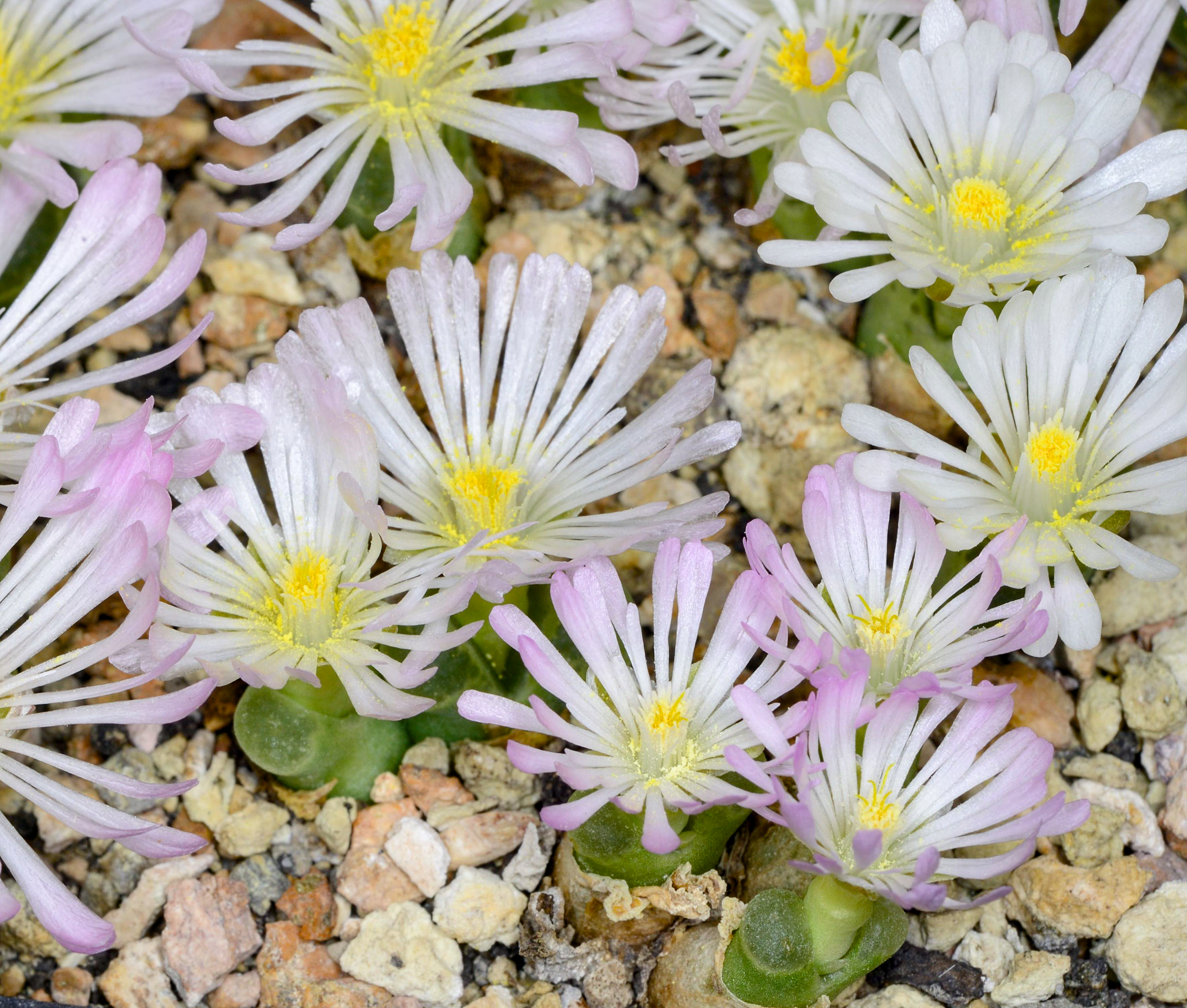 Conophytum devium LAV 27214 (Doringwater)