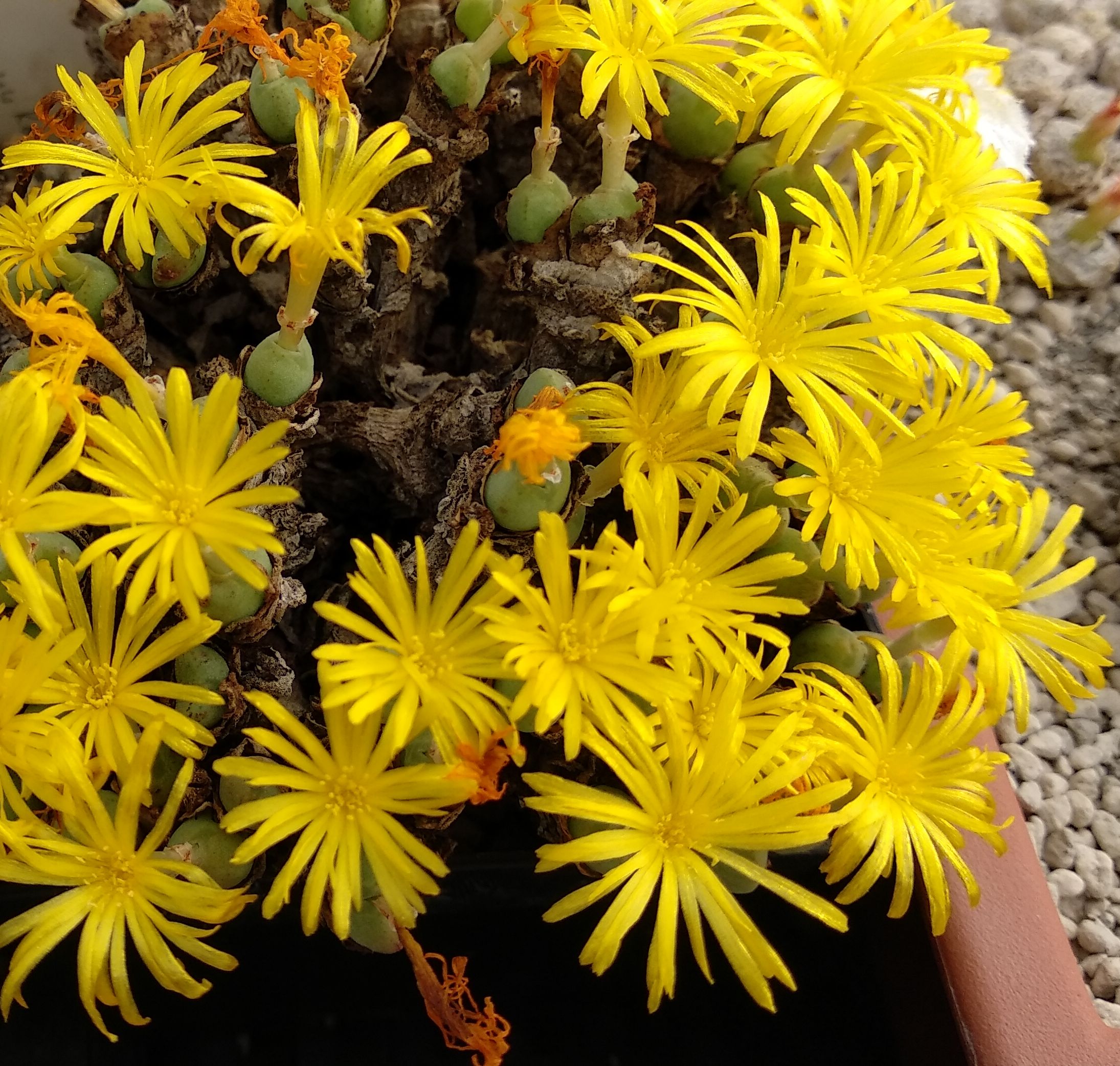 Conophytum meyeri (Klaagfontein, NW Komaggas)