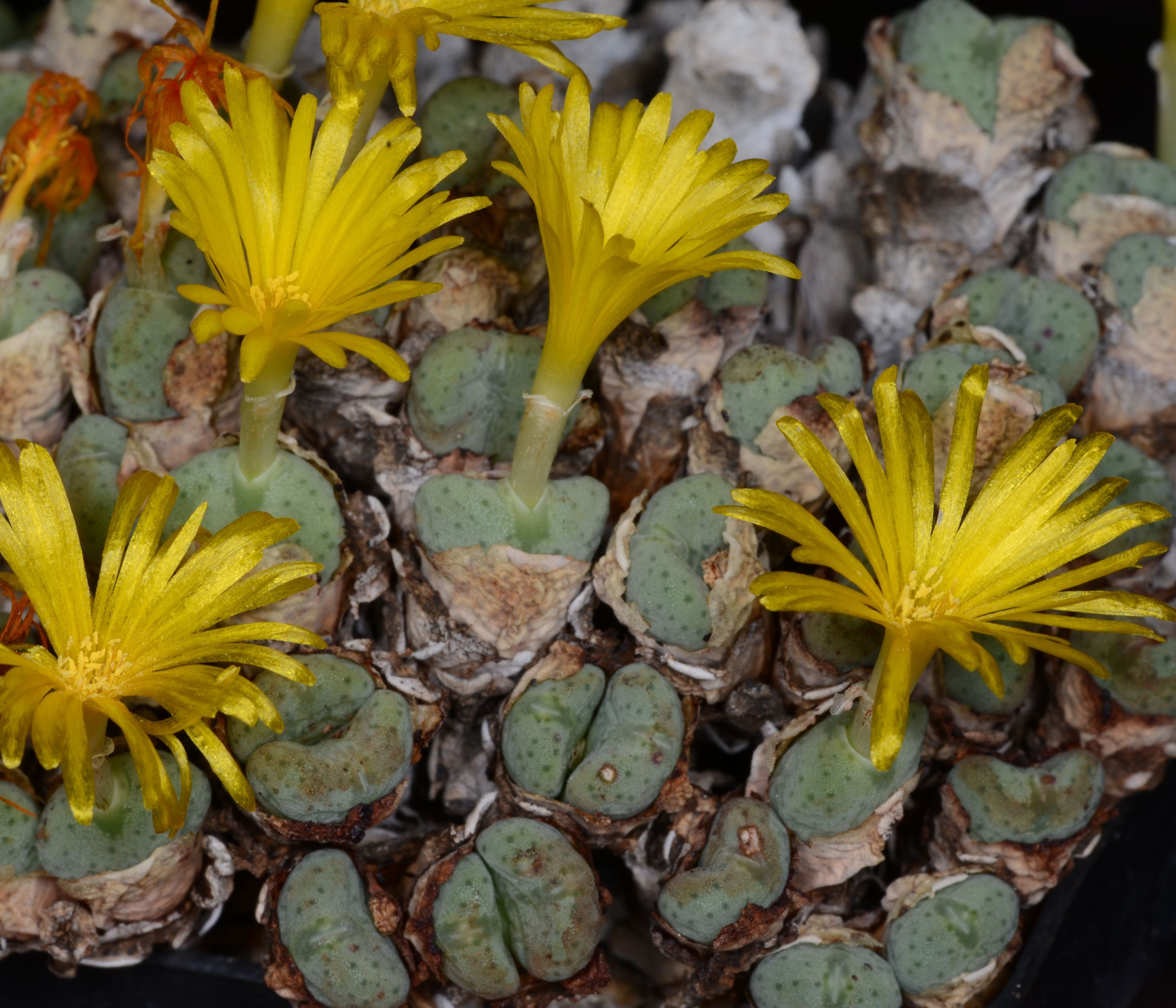 Conophytum meyeri (Klaagfontein, NW Komaggas) - 2