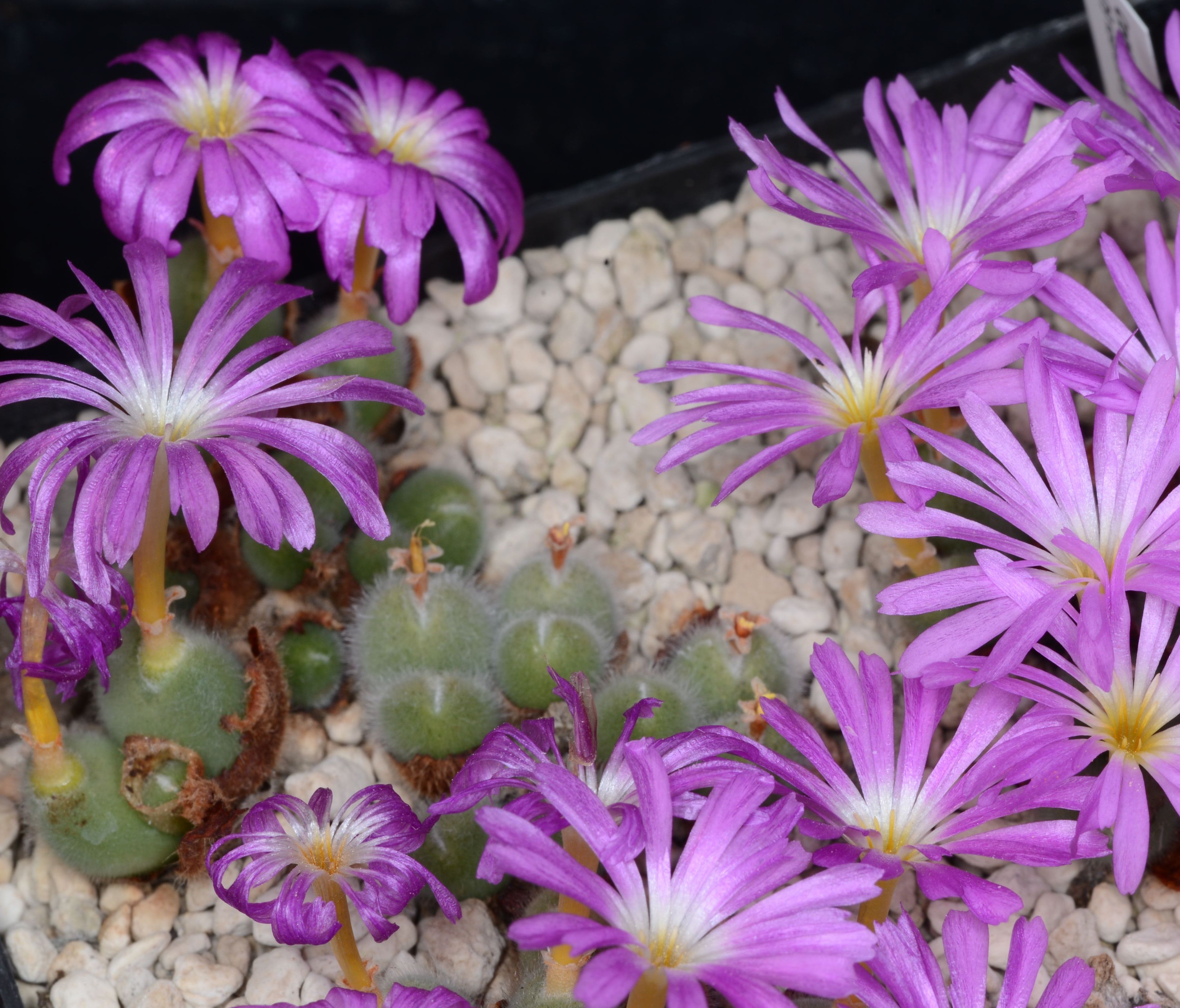 Conophytum mirabile (Type locality)