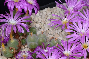 Conophytum mirabile (Type locality)