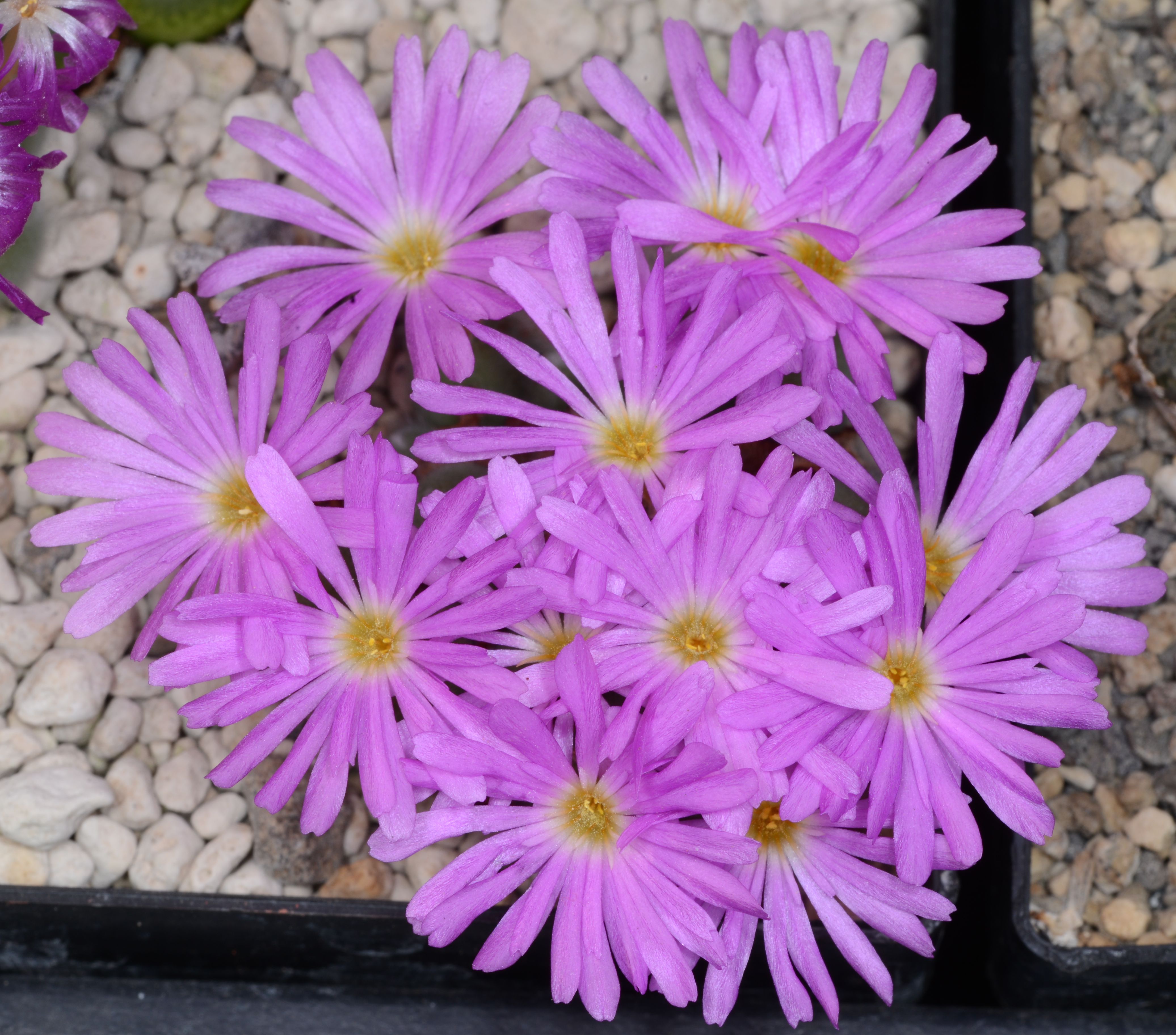 Conophytum mirabile (Type locality) - 2