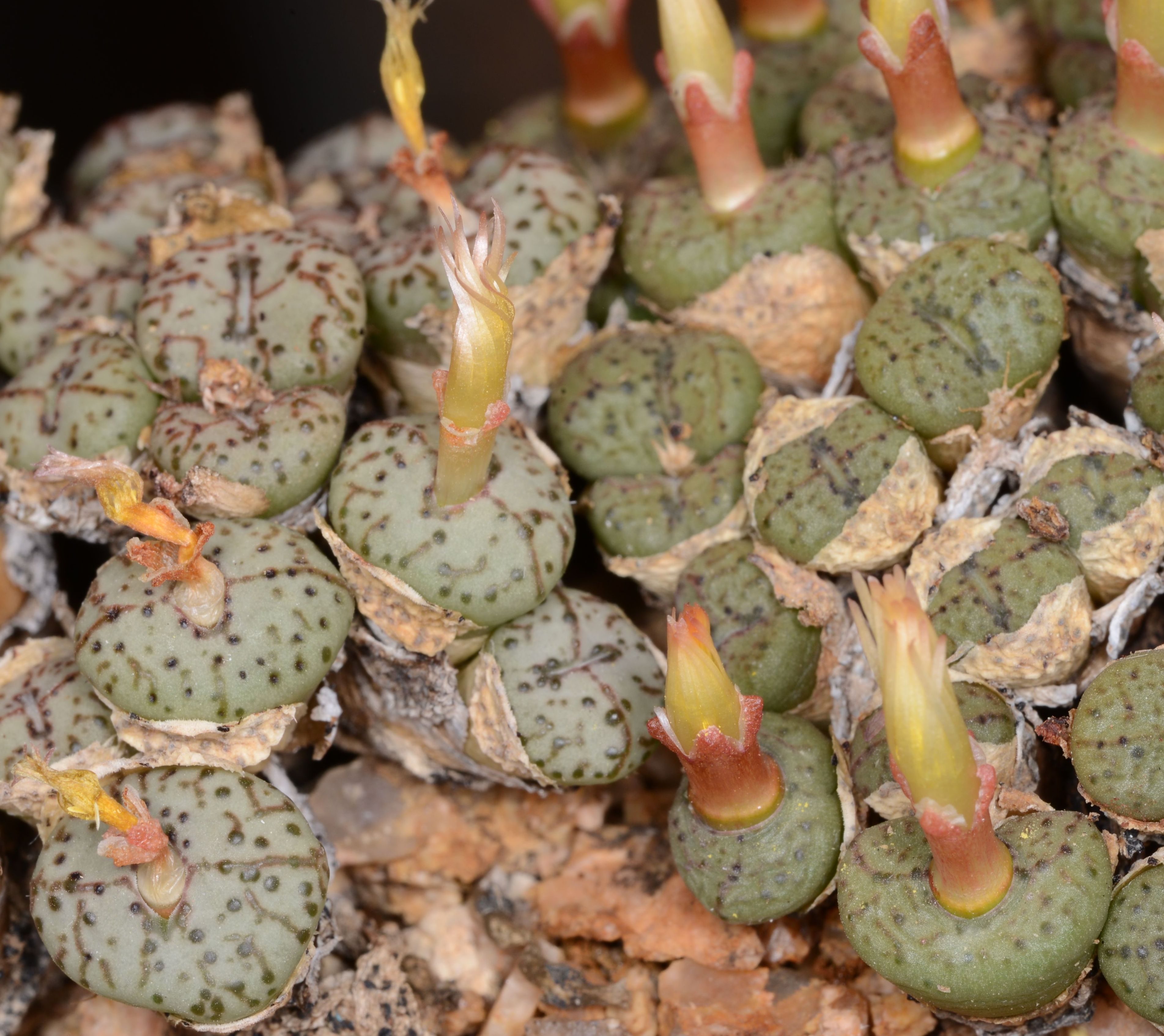 Conophytum obcordellum ssp.stenandrum (40 km N Bitterfontein)