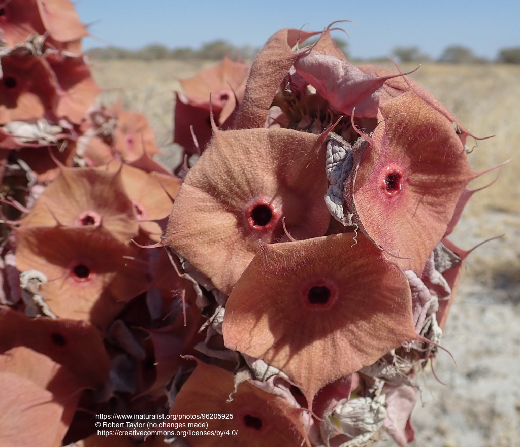 Hoodia currori ssp. lugardii